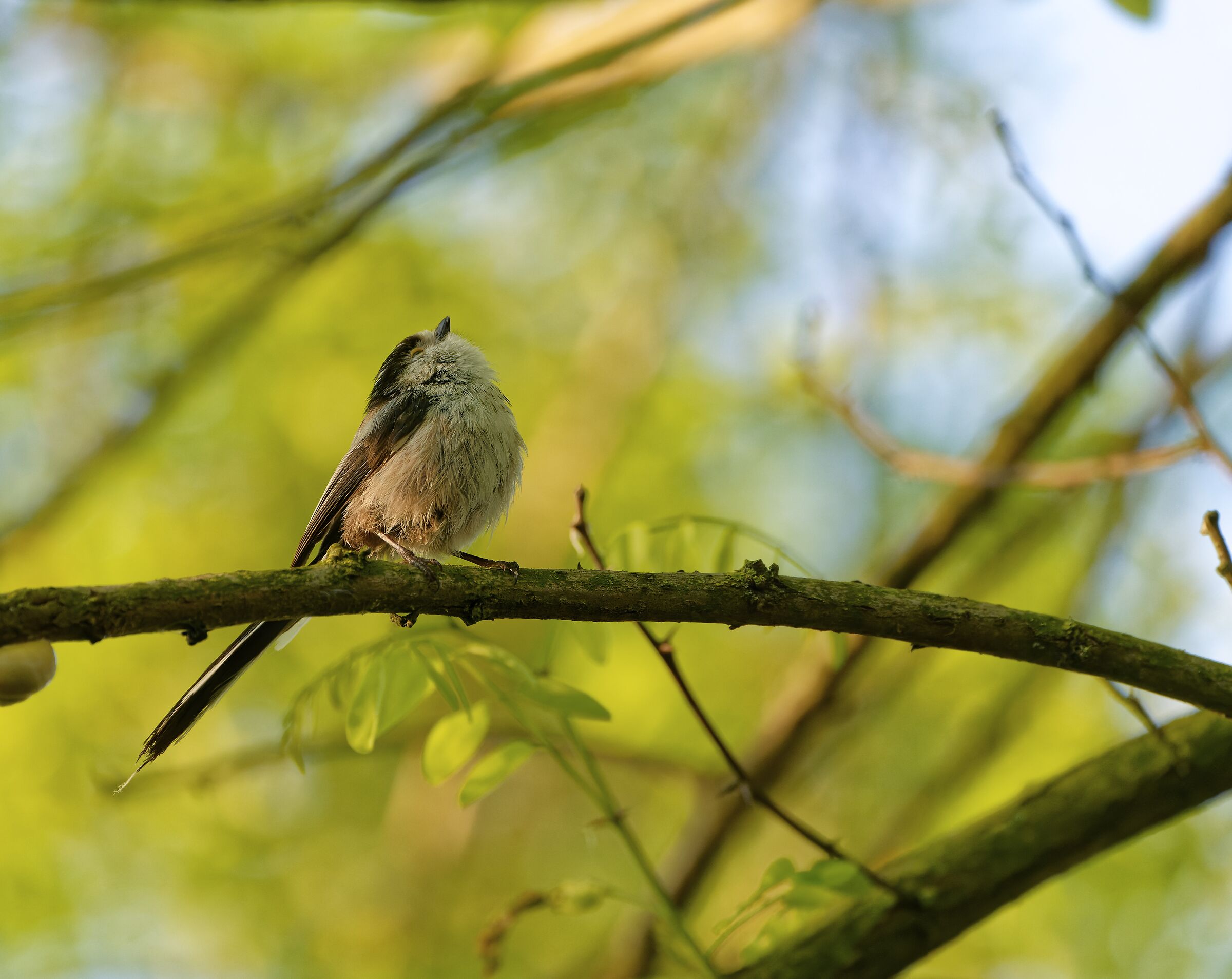 Long-tailed