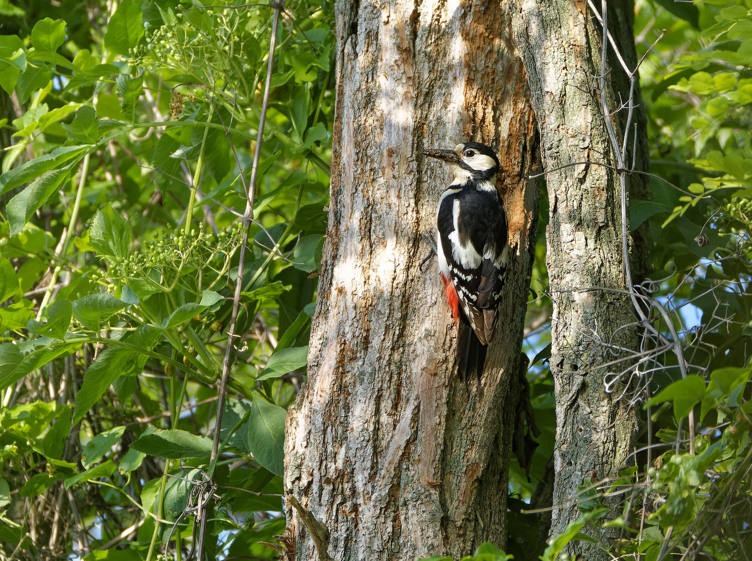 Spotted woodpecker