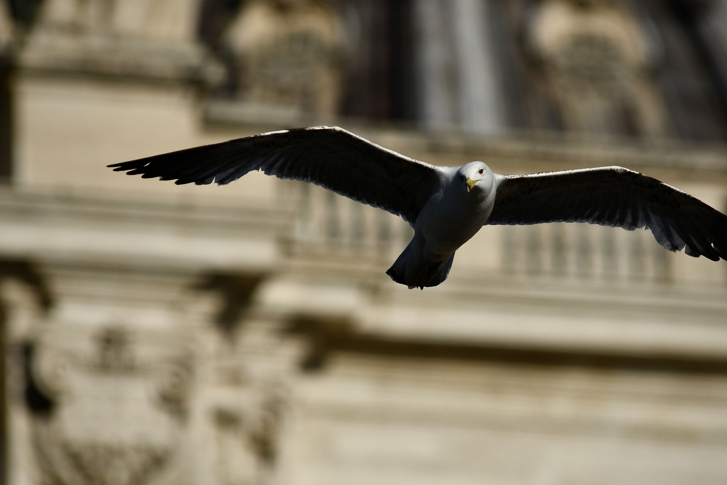 Un Gabbiano al Vaticano