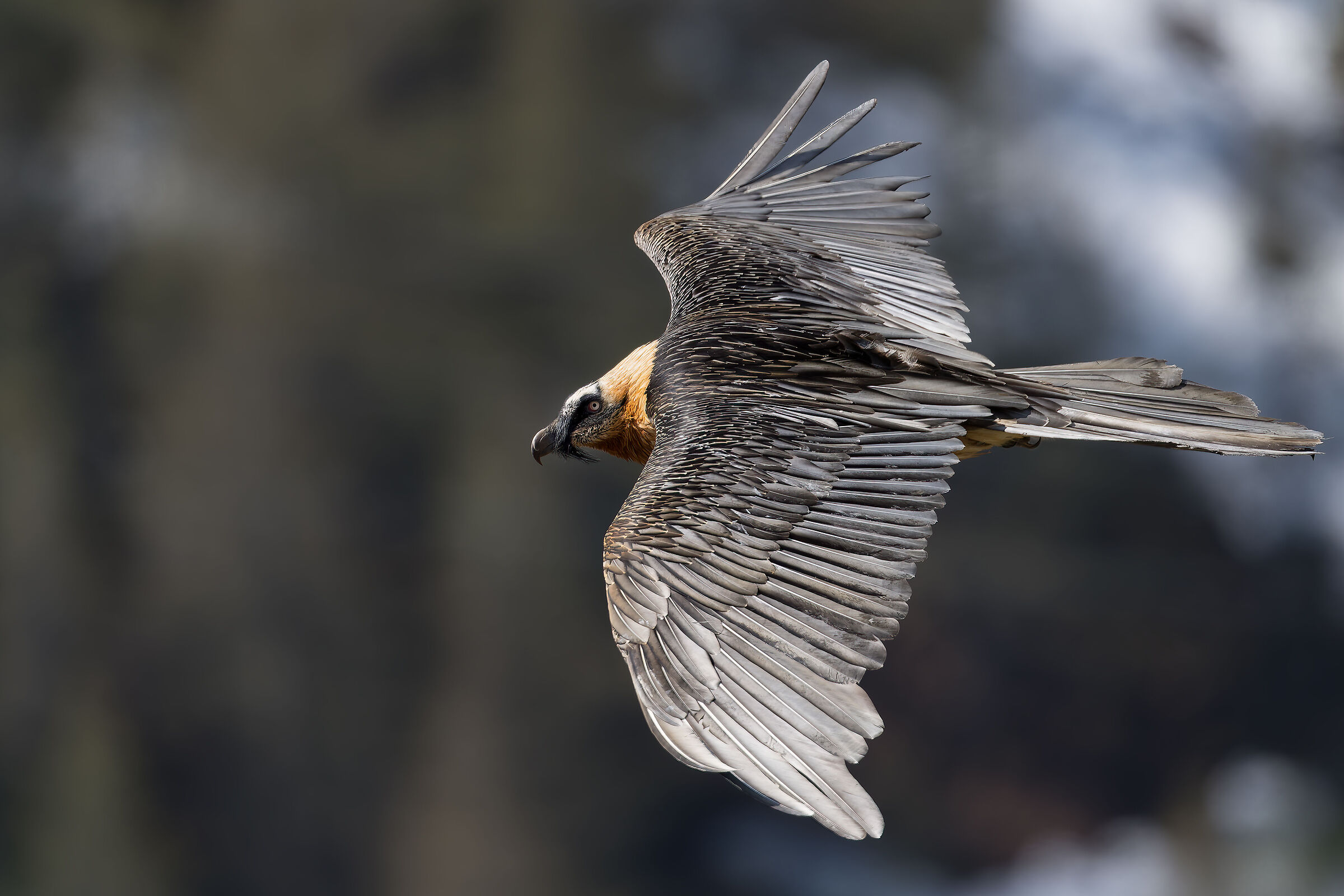 Gypaetus barbatus - Gran Paradiso National Park