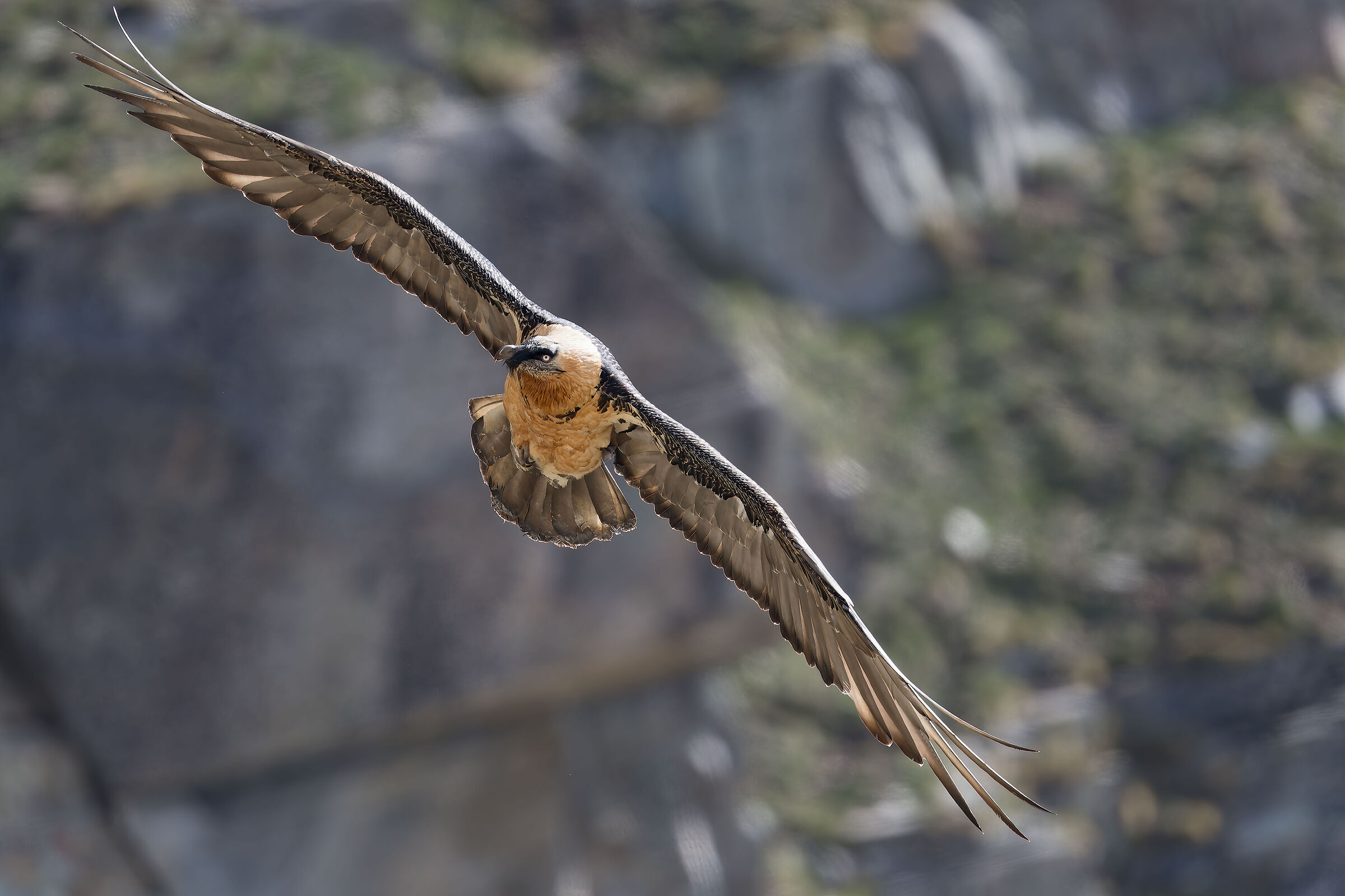 Gypaetus barbatus - Gran Paradiso National Park