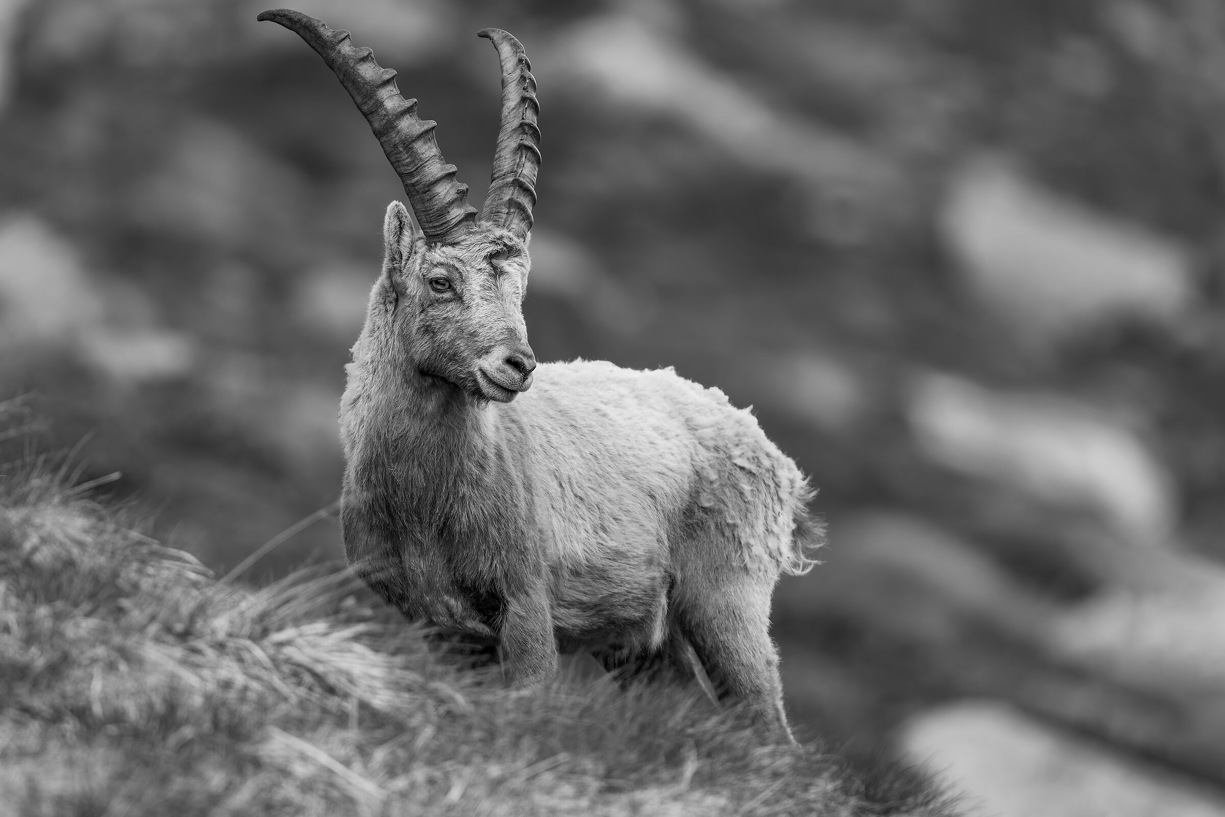 Ibex - Gran Paradiso National Park
