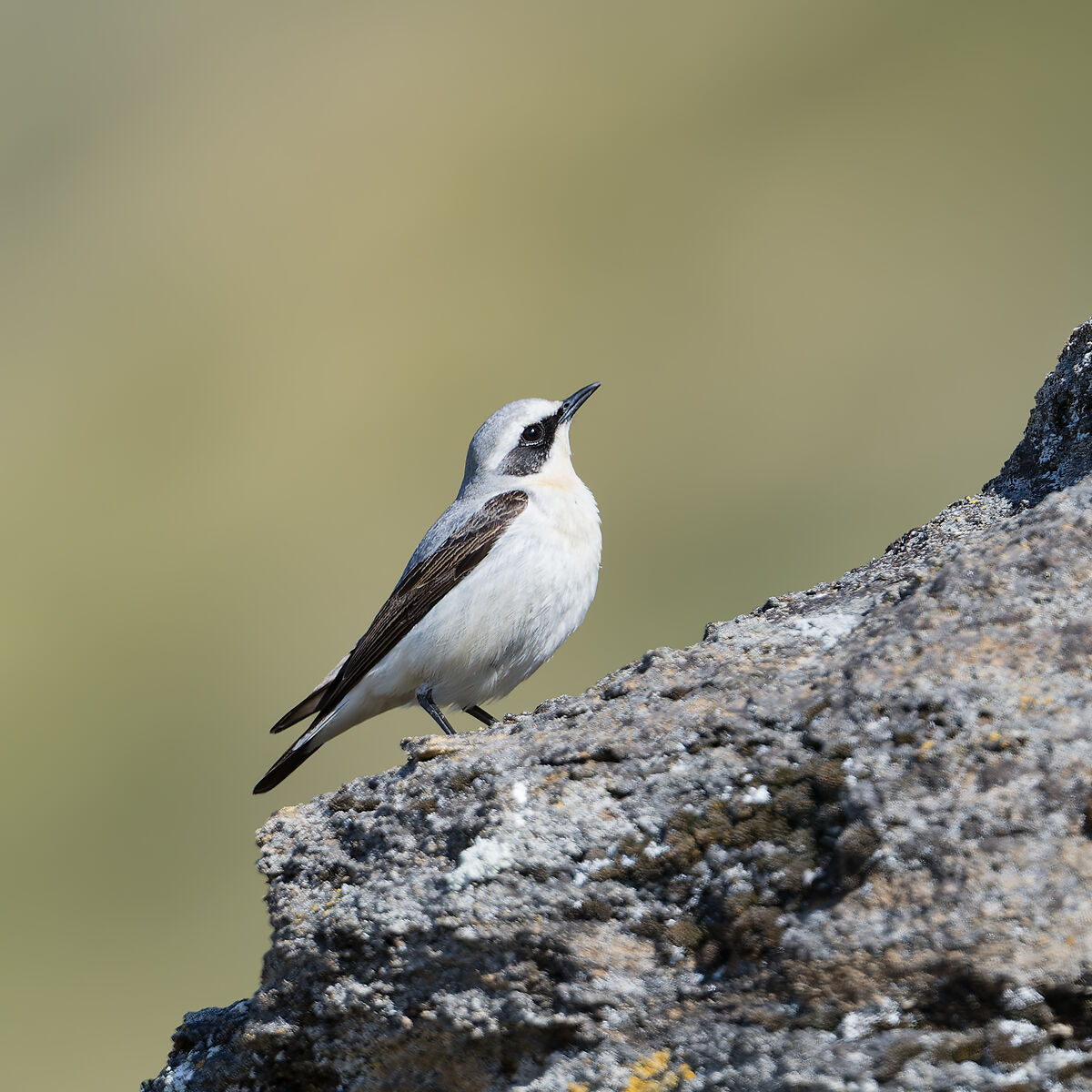 Culbianco - Gran Paradiso National Park
