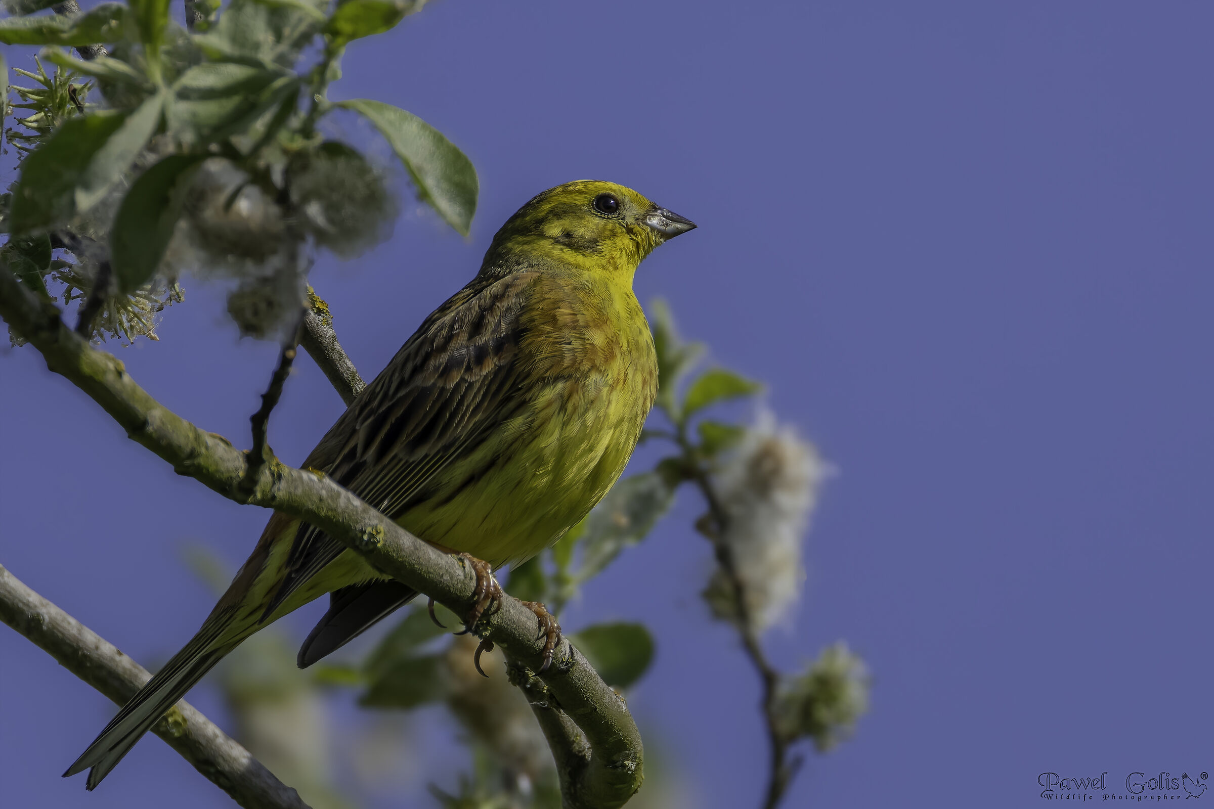 Martello giallo (Emberiza citrinella)