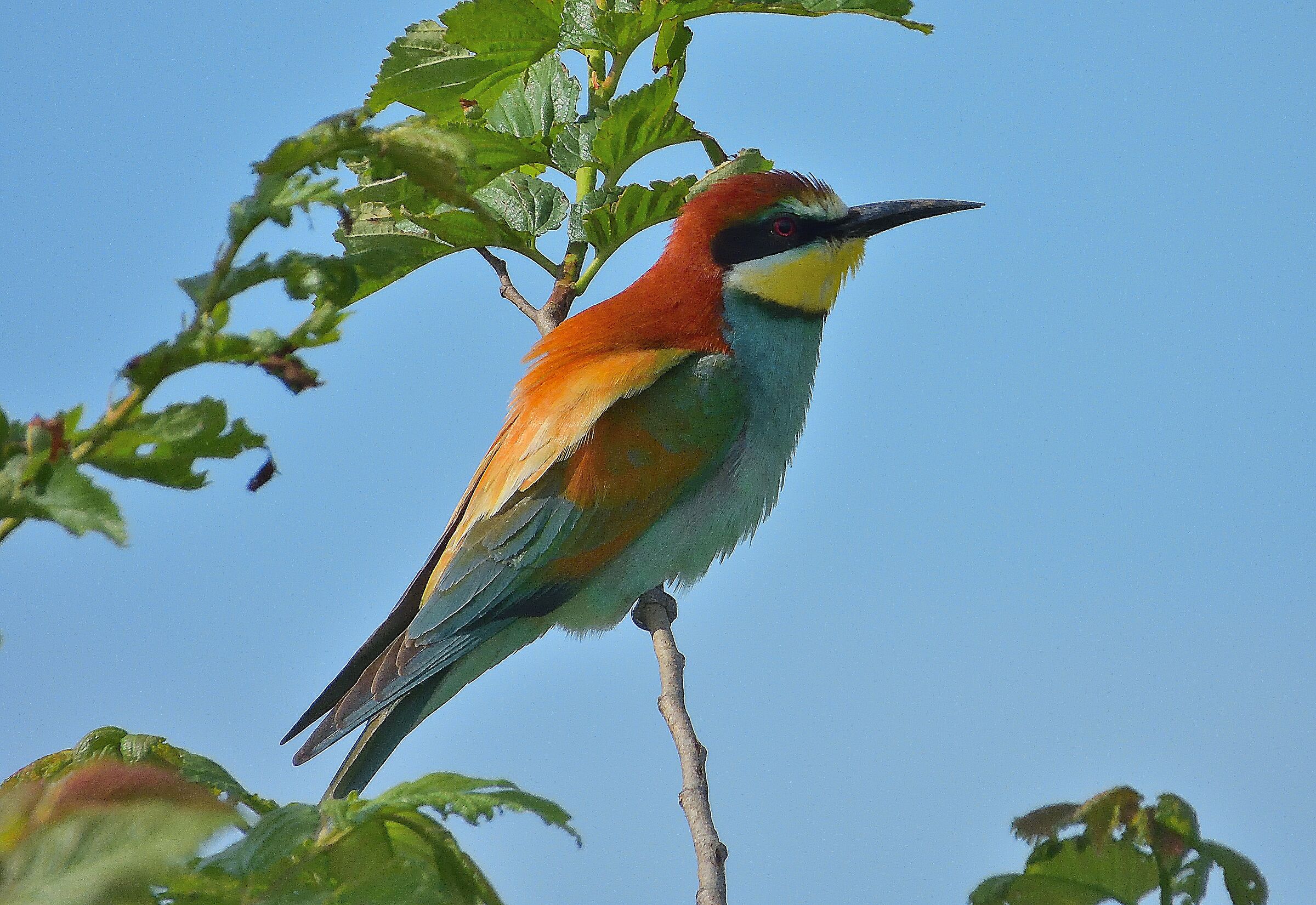 The Arrival of the Grucioni