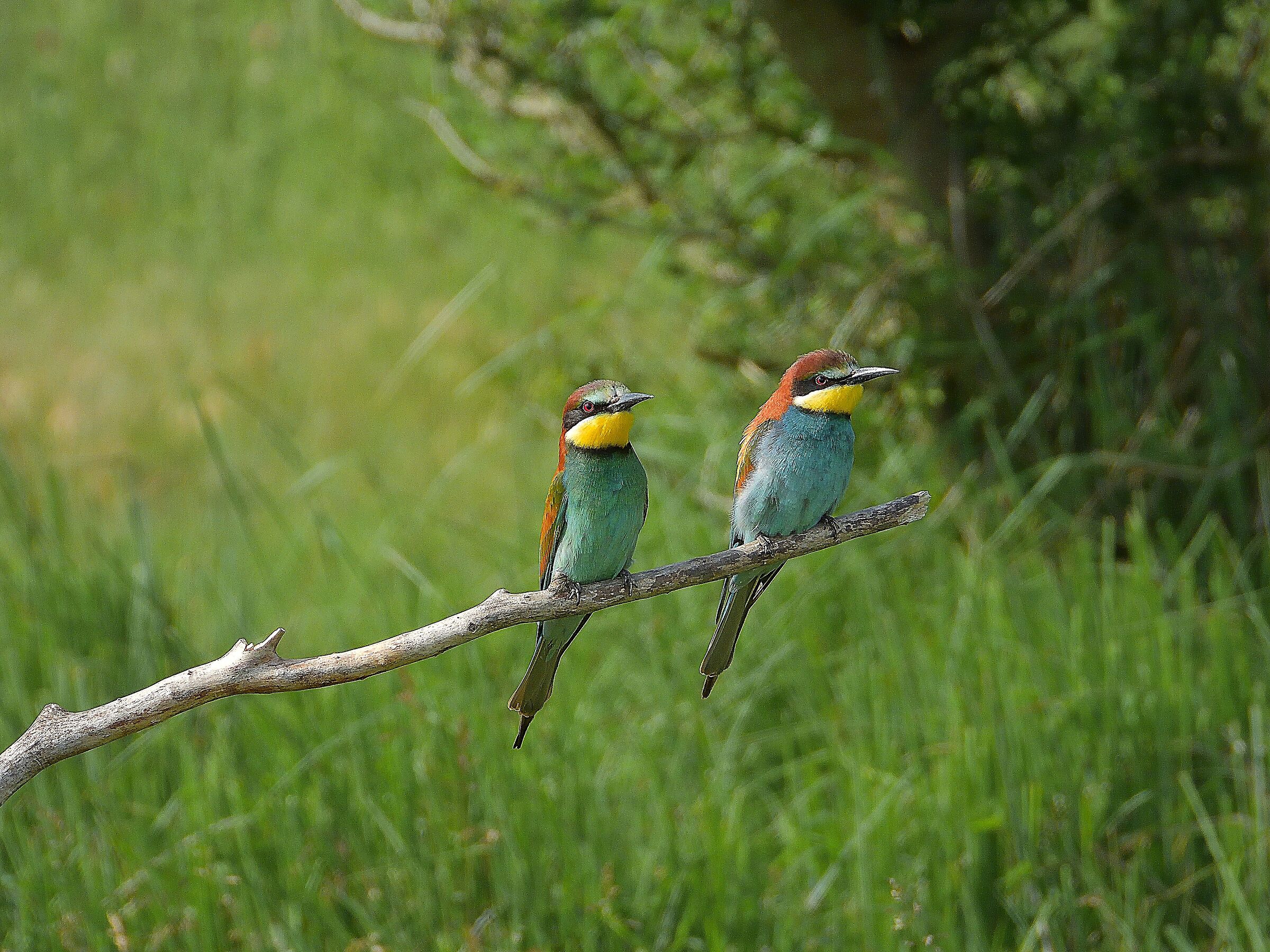 The Arrival of the Grucioni