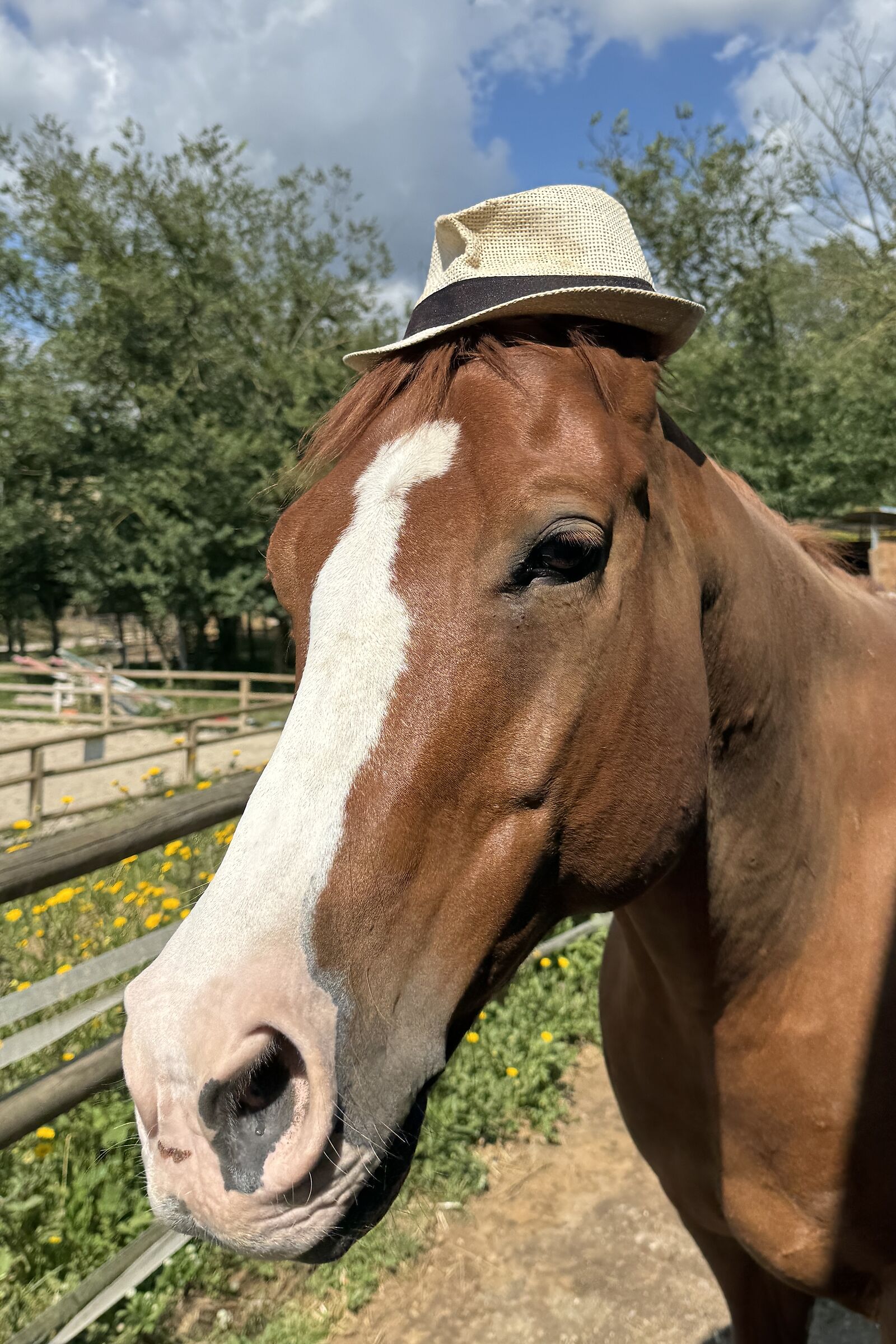 Cavallo vanitoso