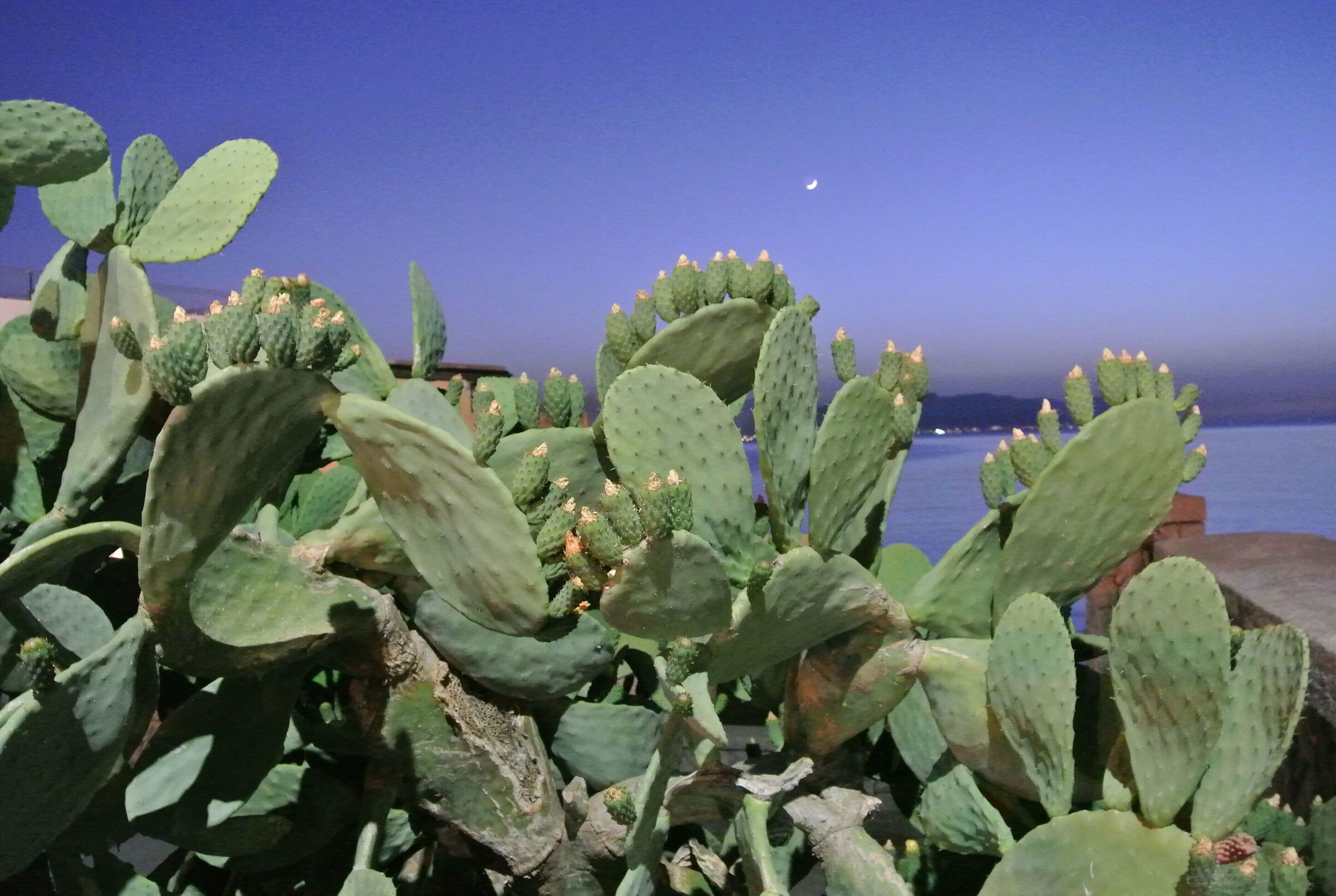 Pianta di cactus
