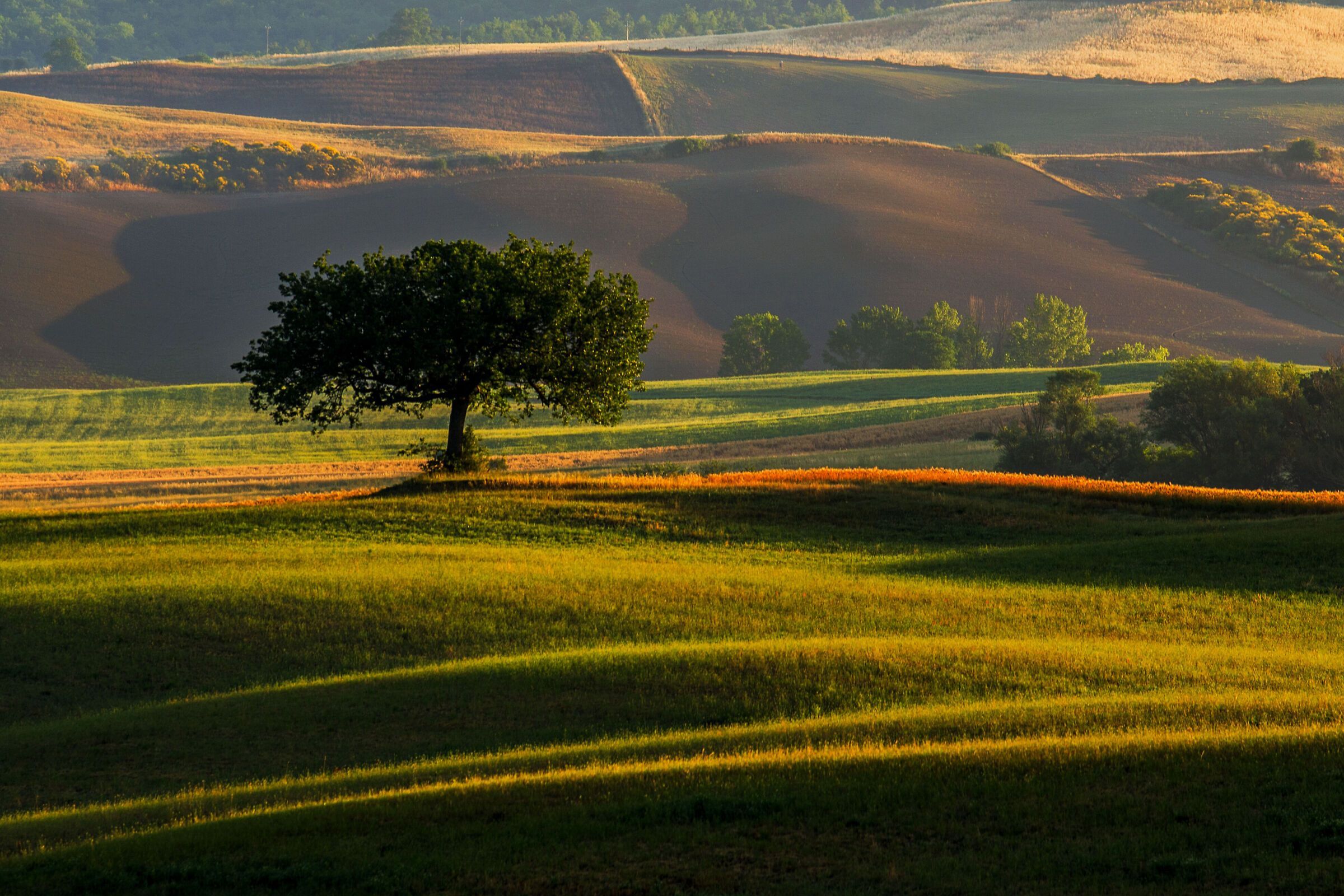 l'albero solitario.