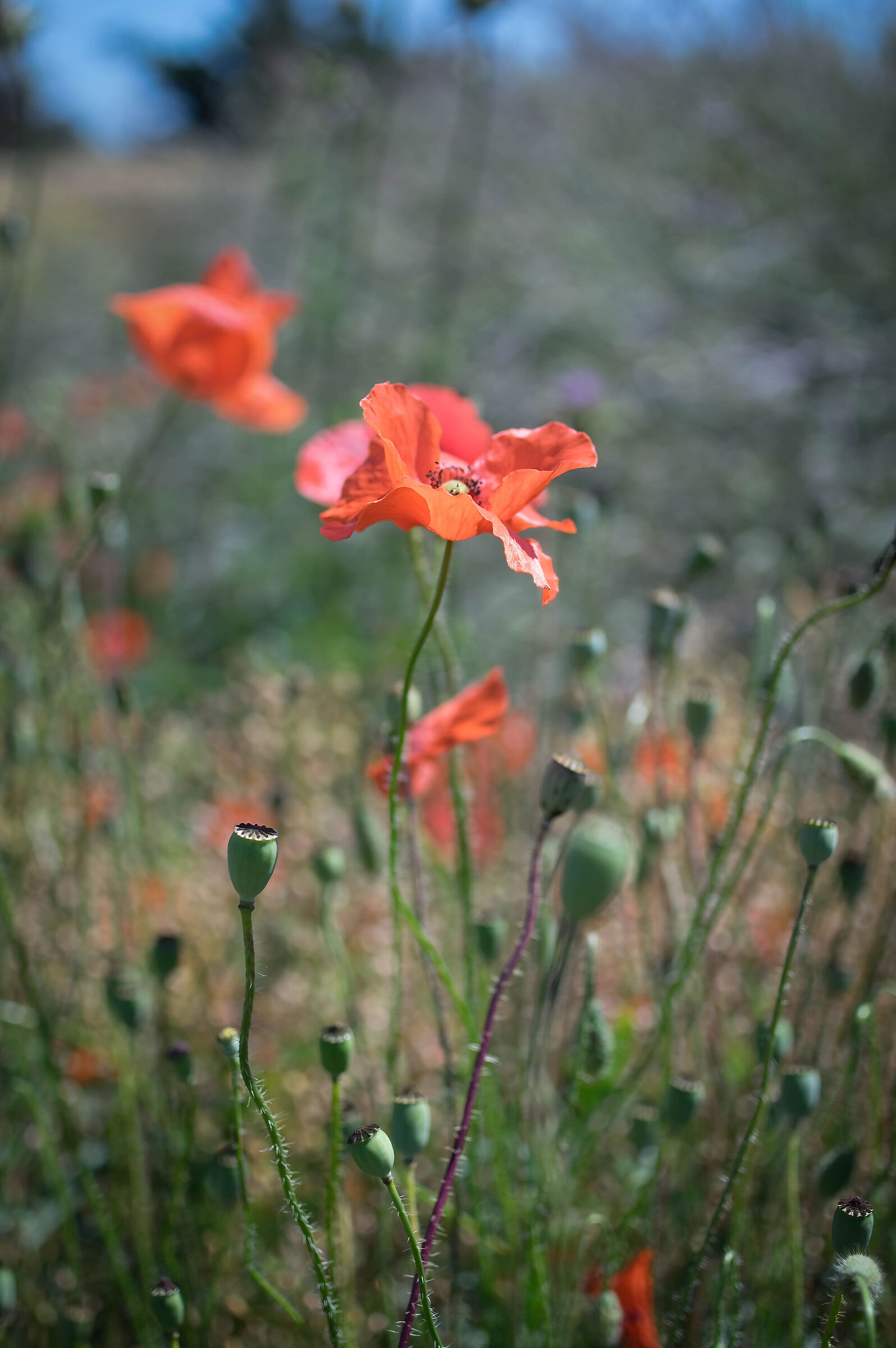 The charm of poppies