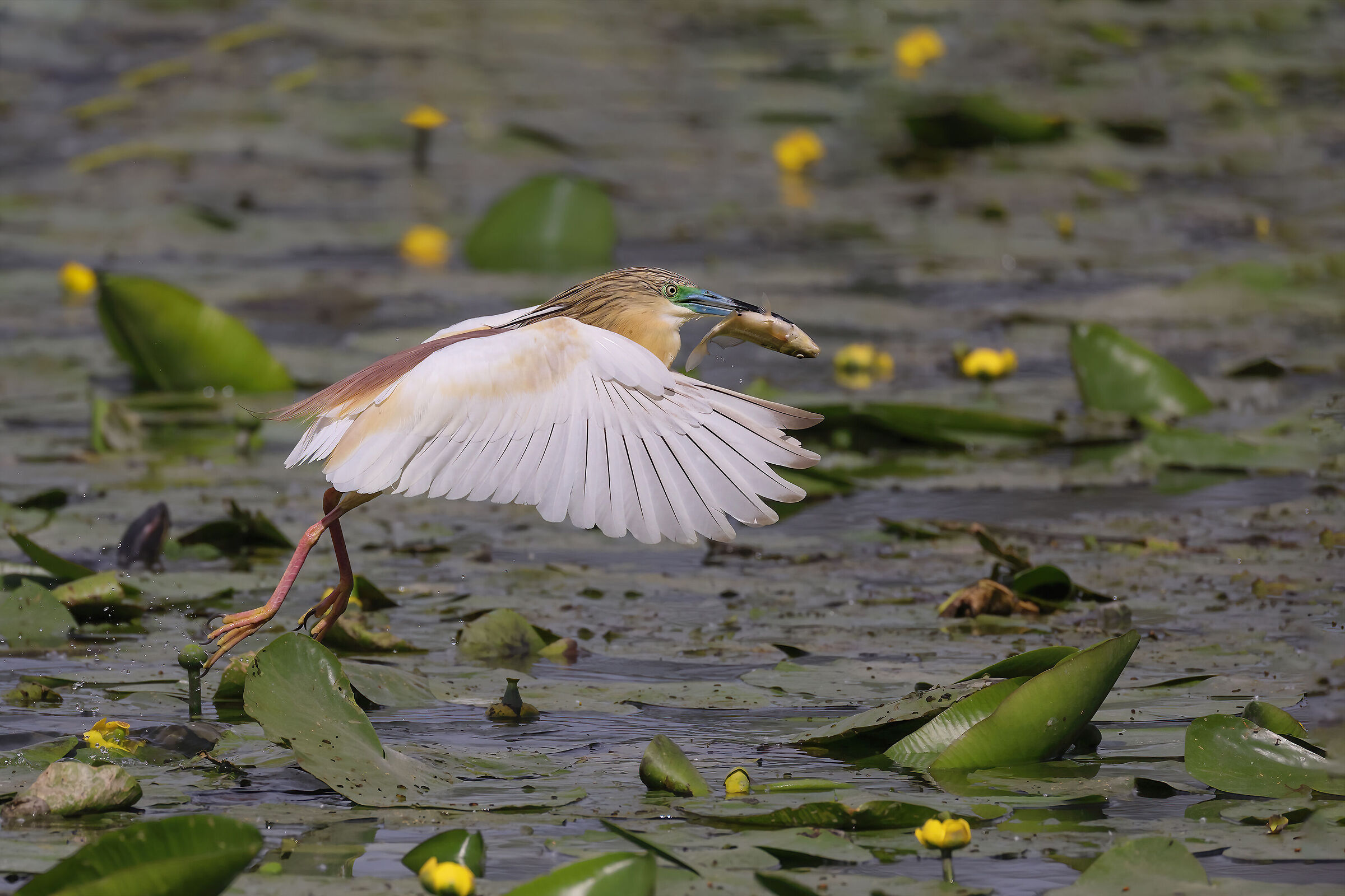 Squacco heron
