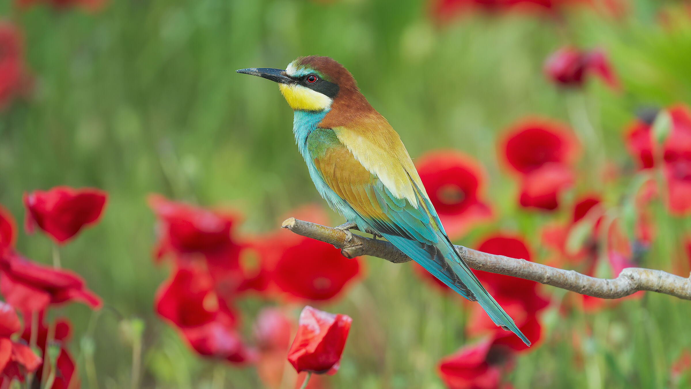 Bee-eater in green and red
