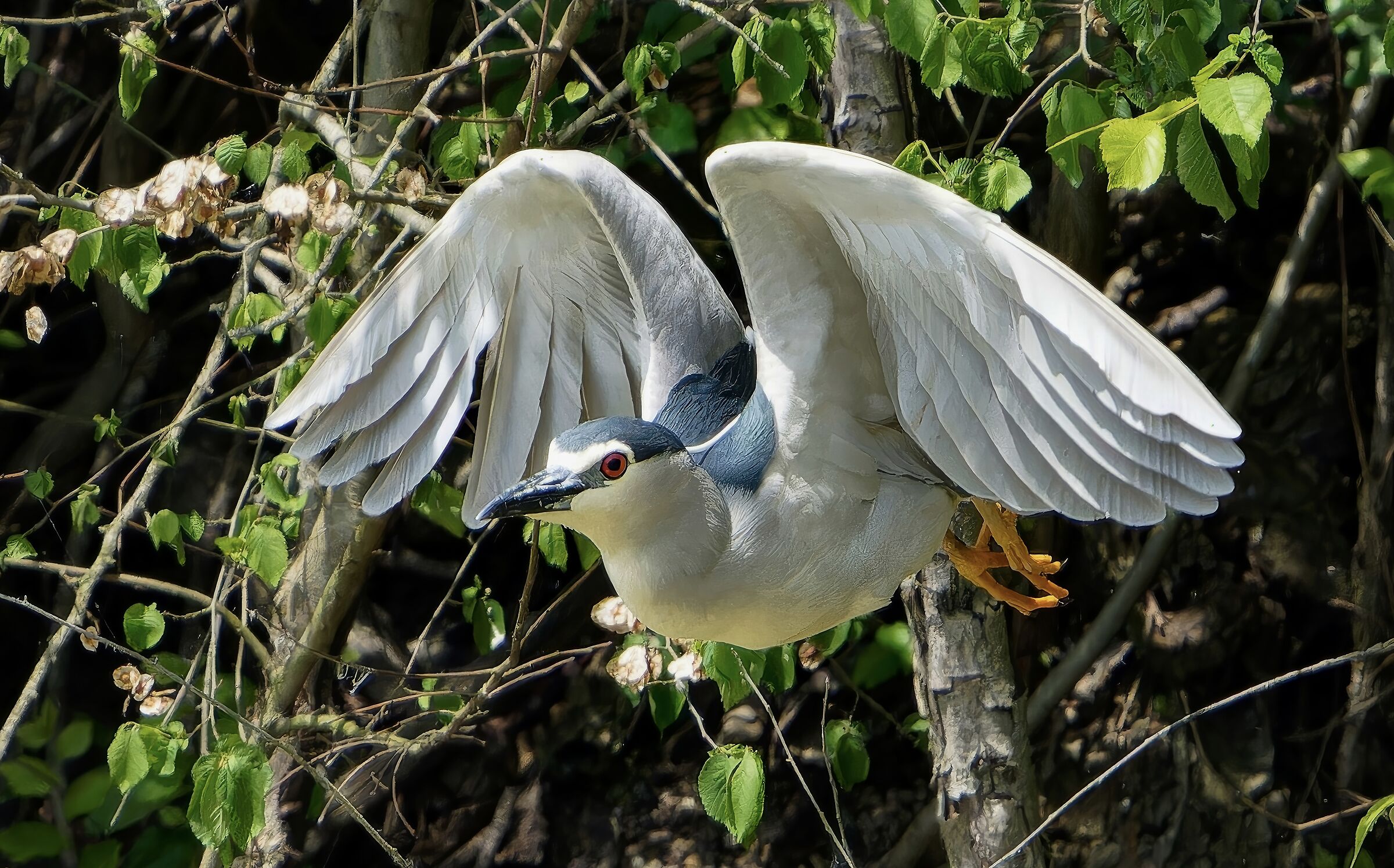 Night Heron