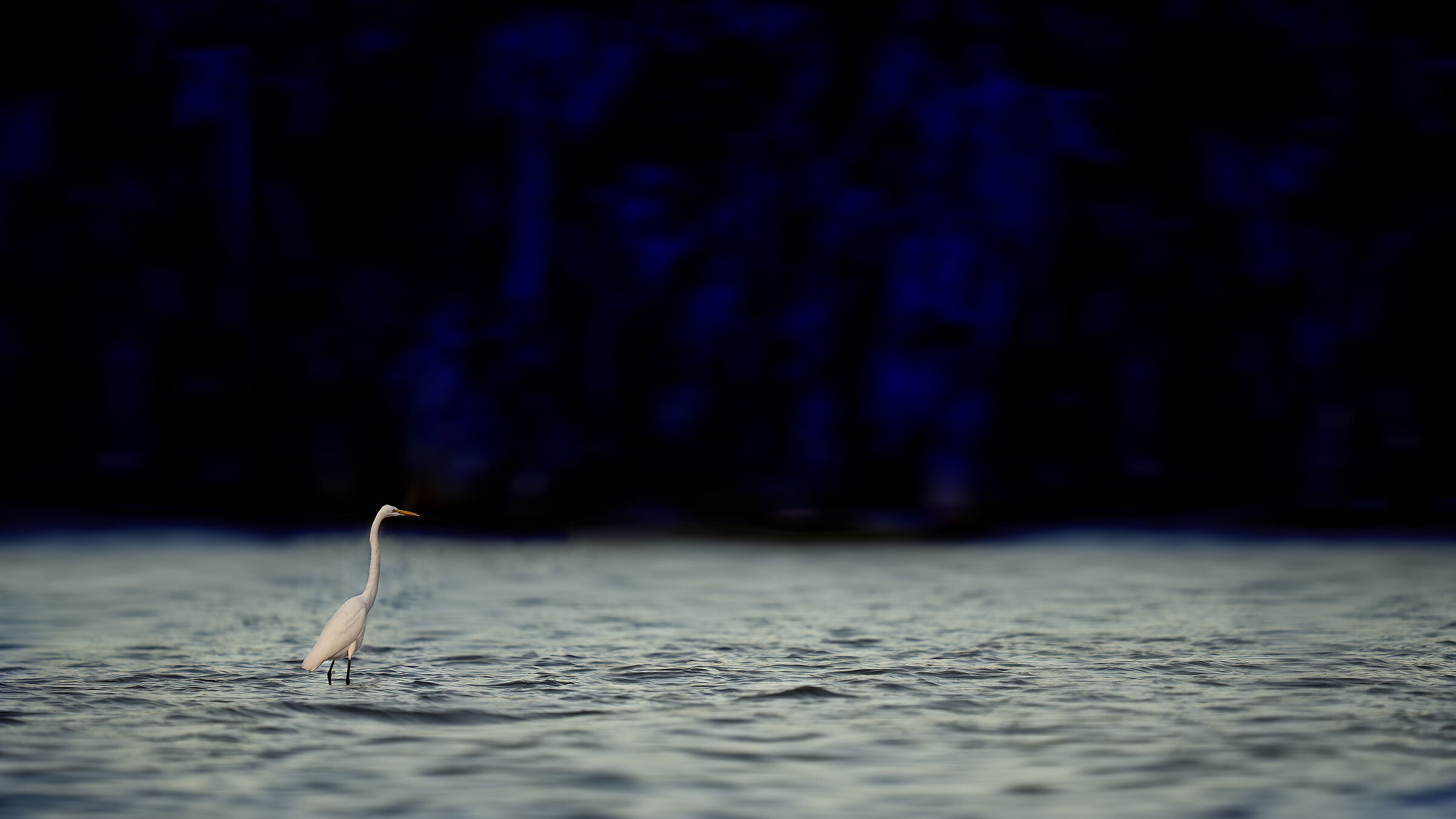 White Heron