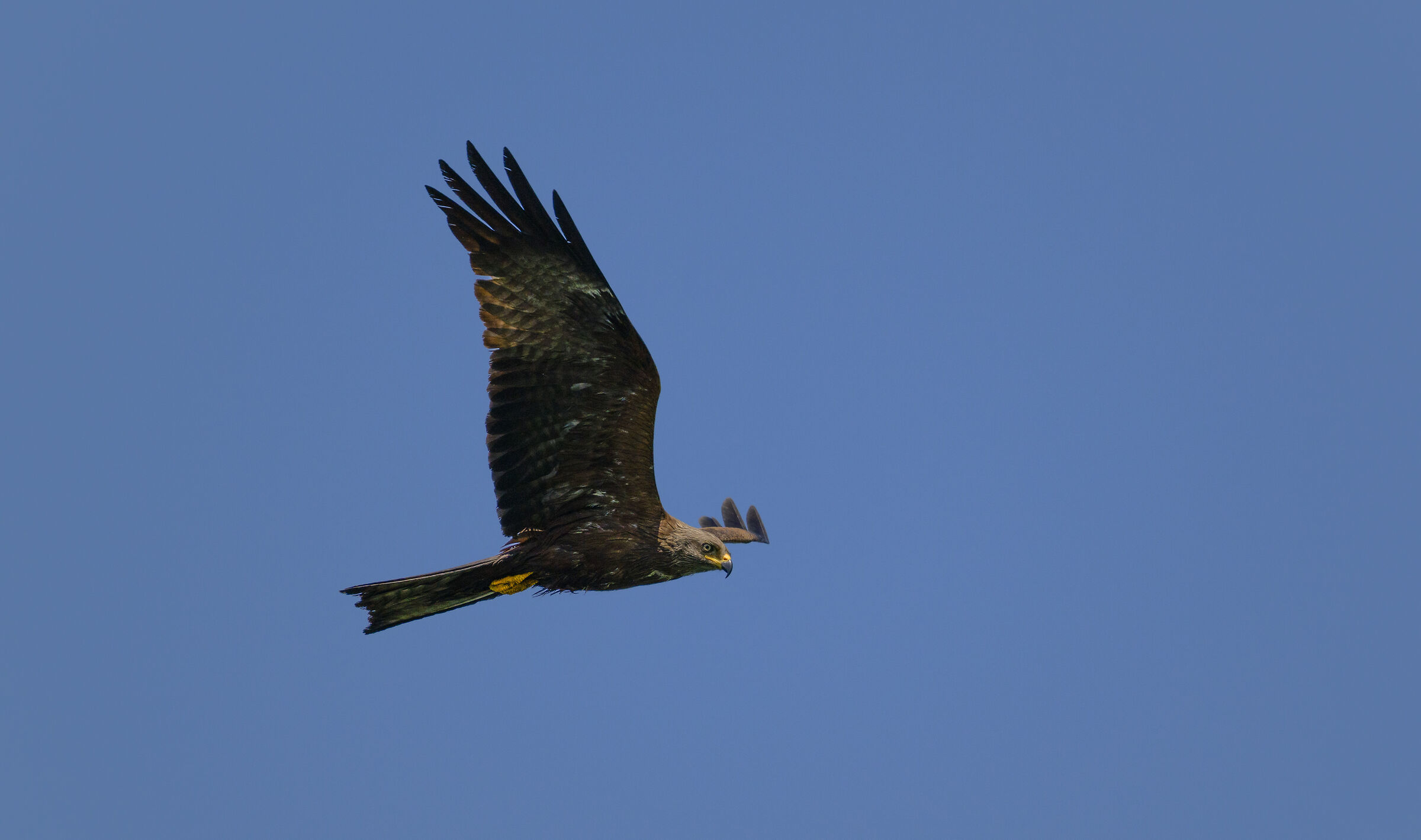 black kite