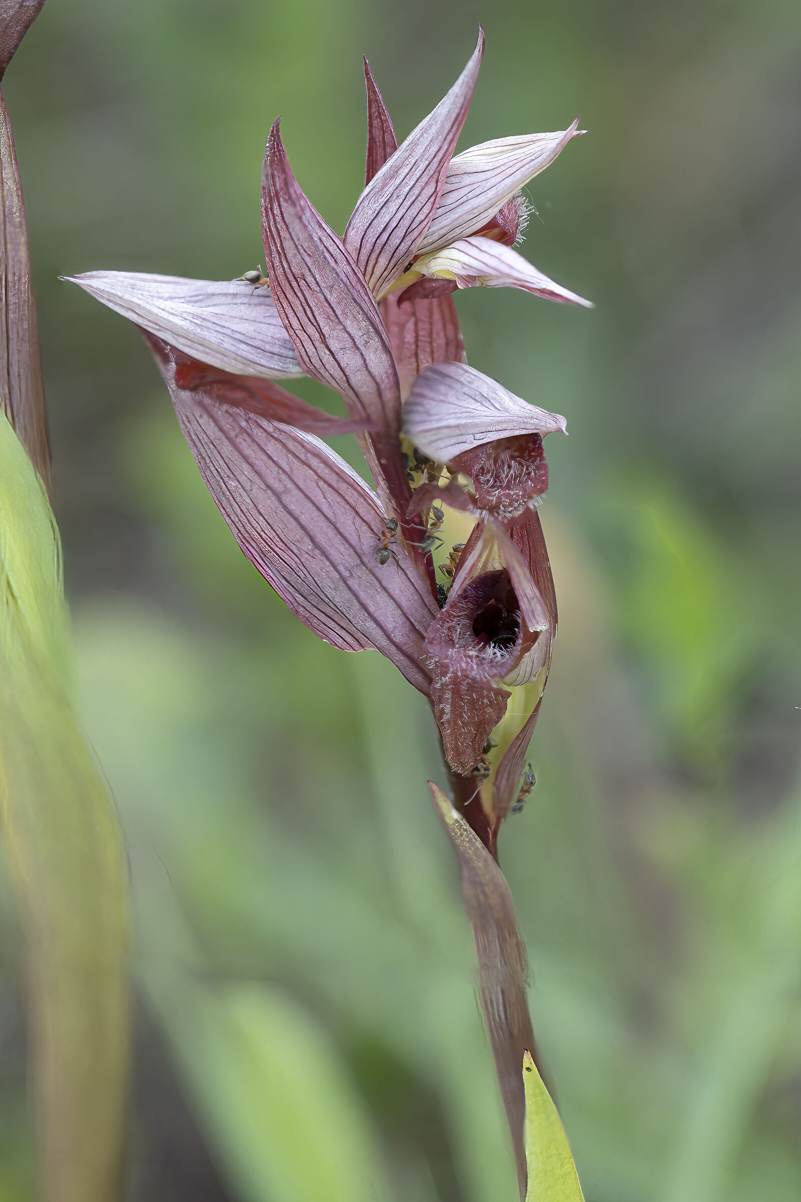 serapias vomeracea 2