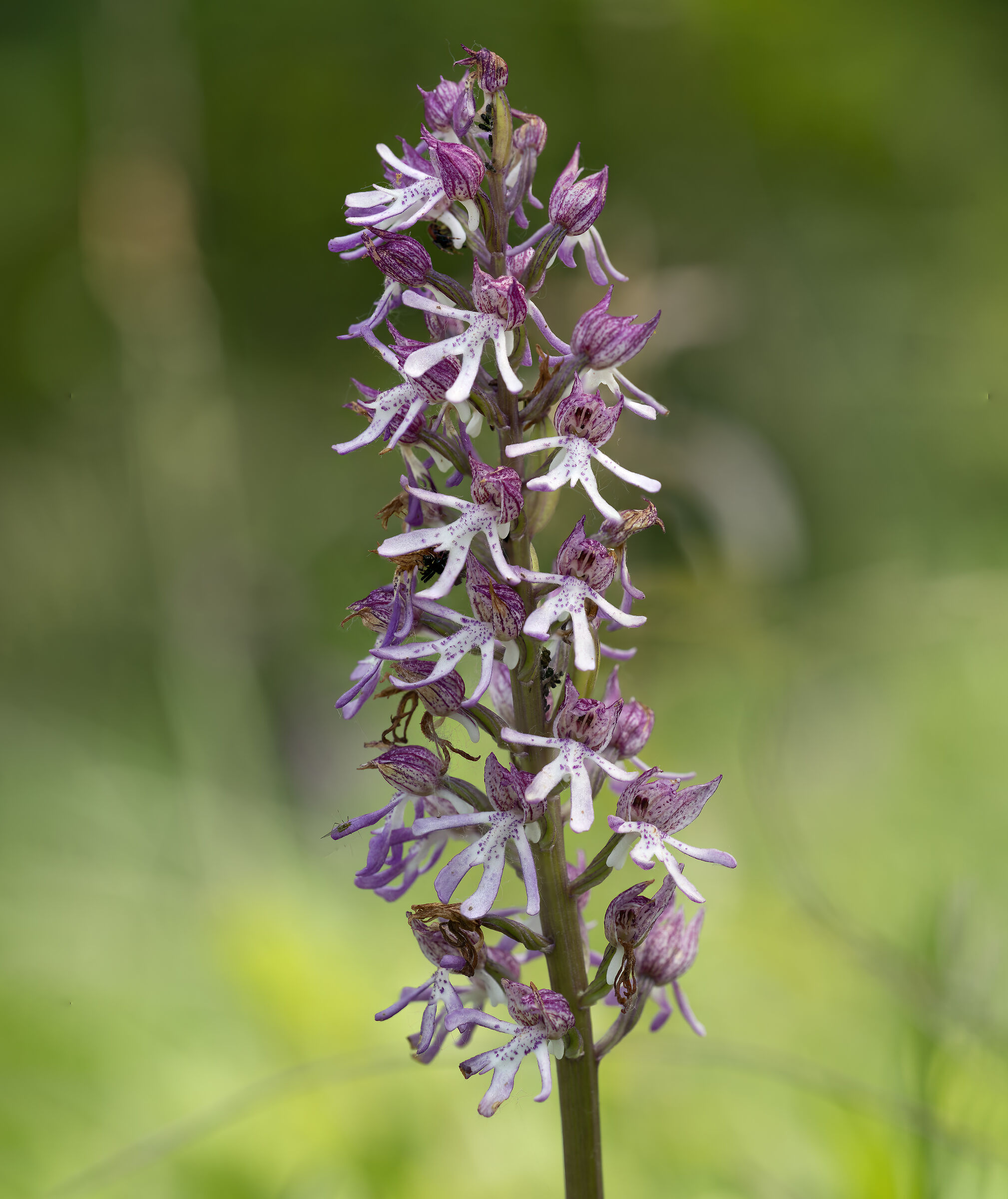 orchisxangusticuris