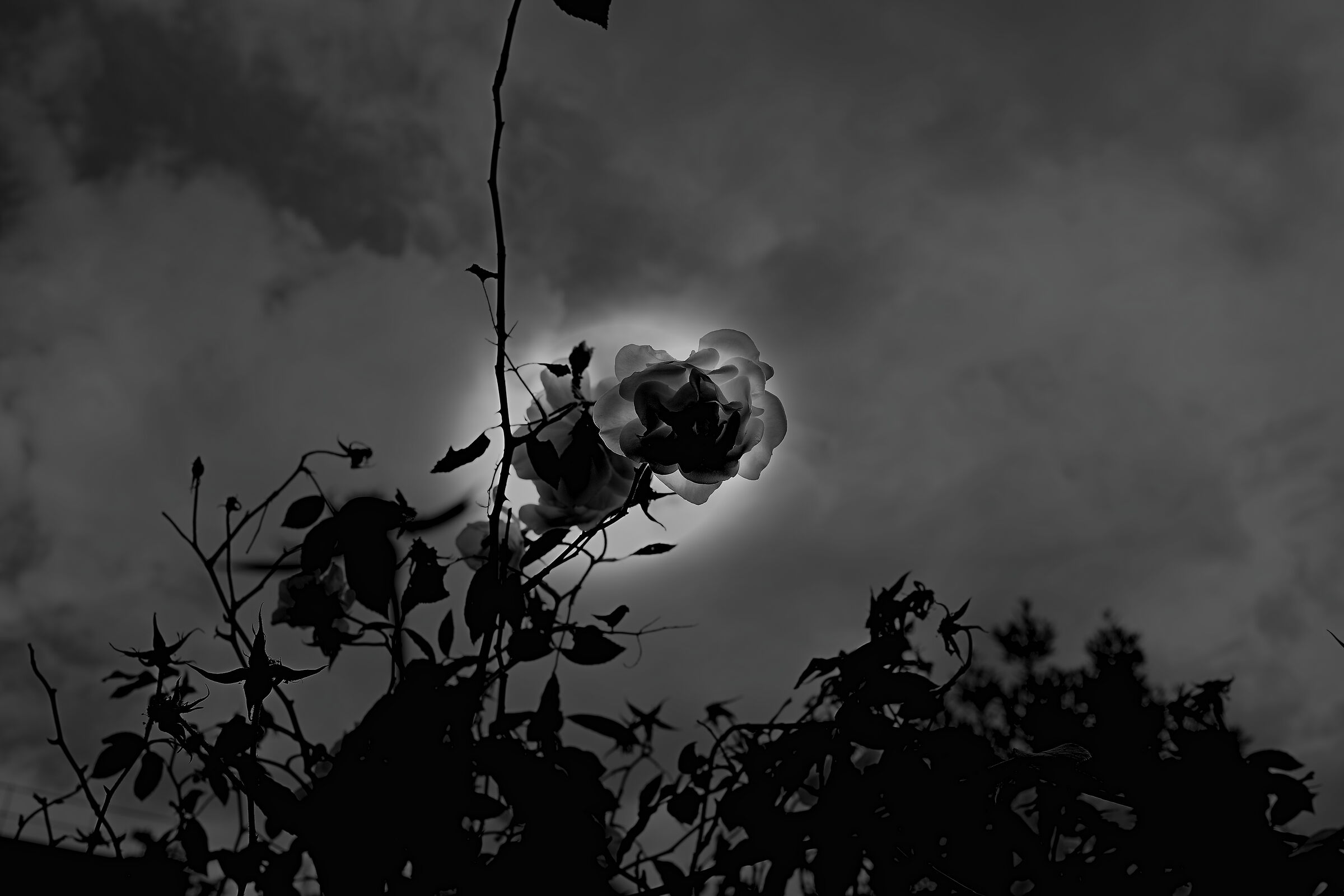 la luce