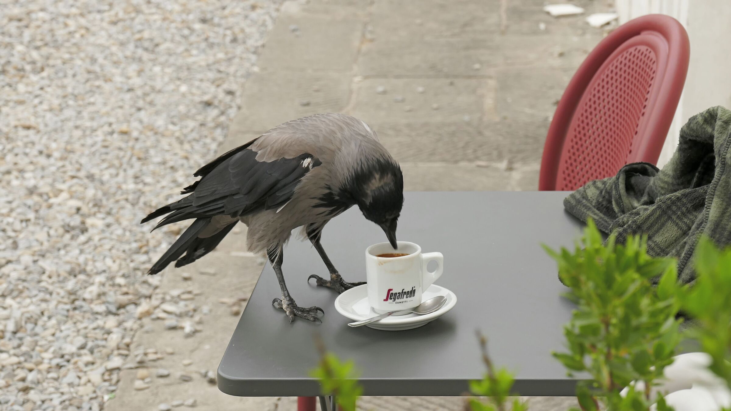 a... o... cafè