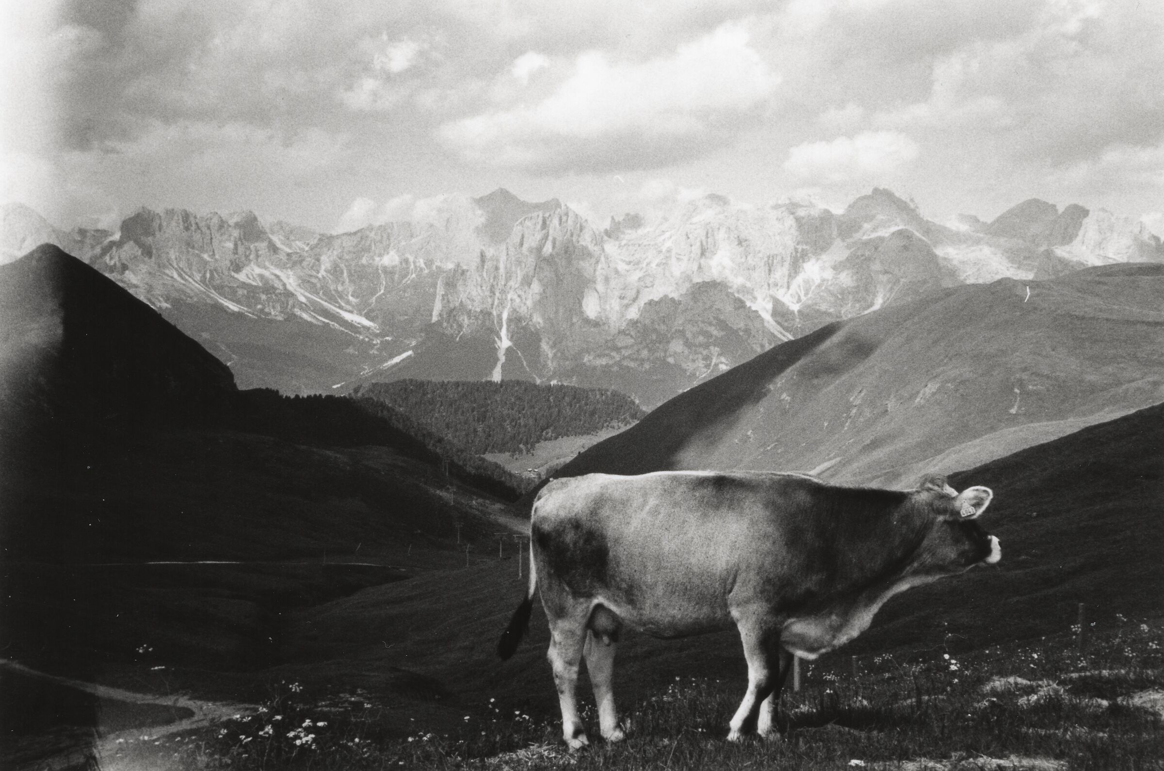 Una mucca come musa