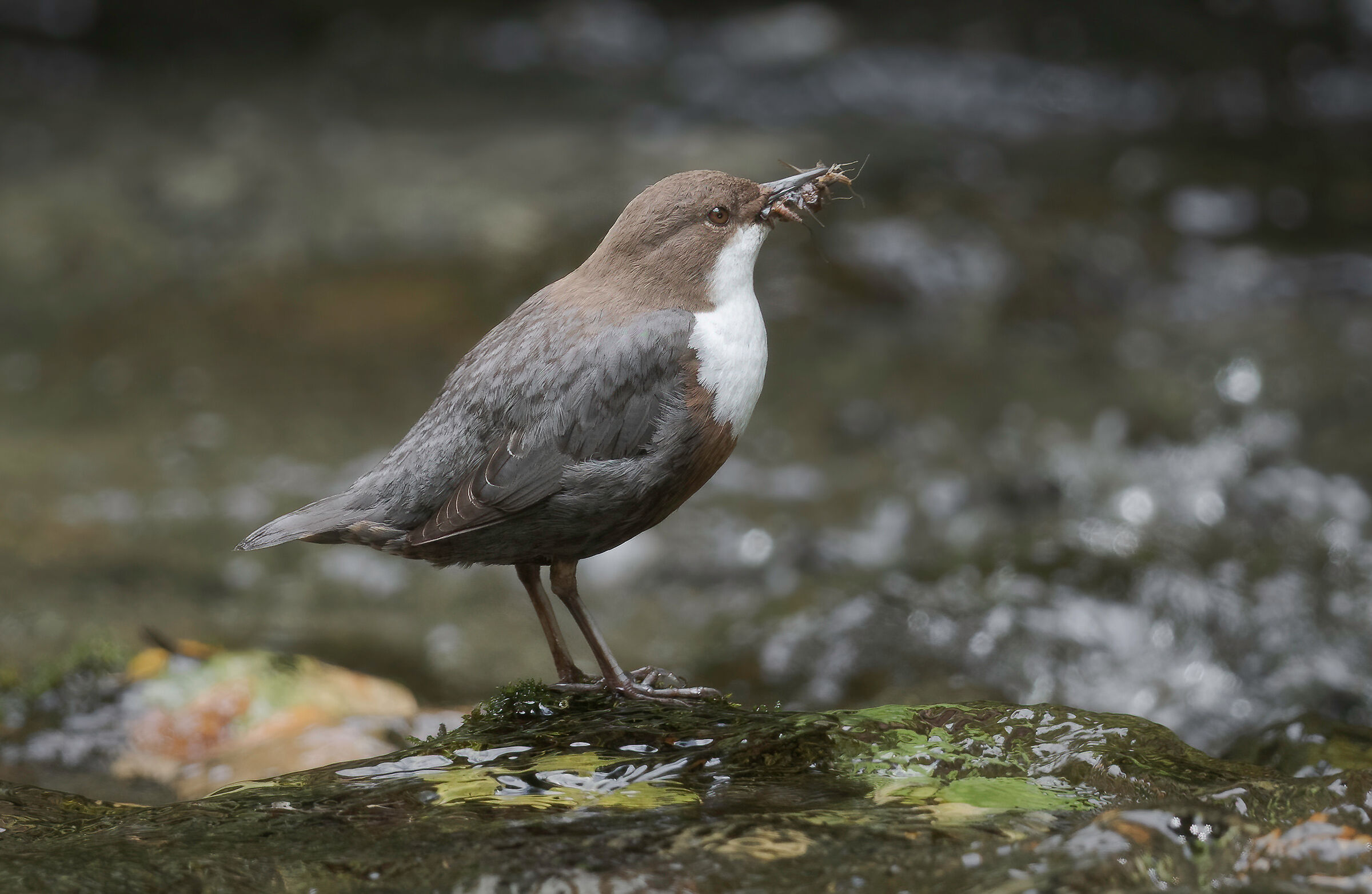 White-throated dipper
