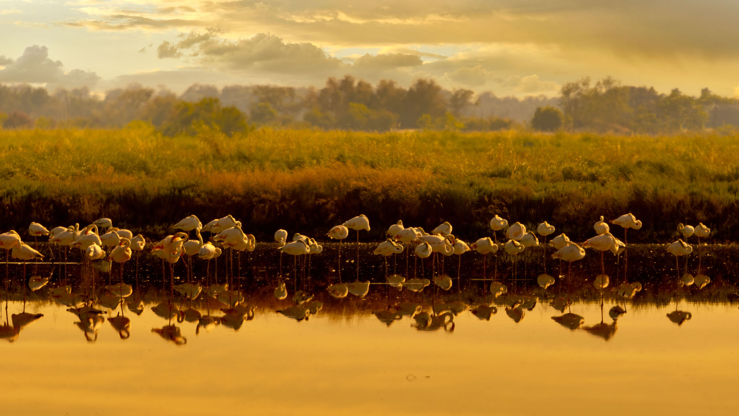 Fenicotteri rosa alle luci del tramonto