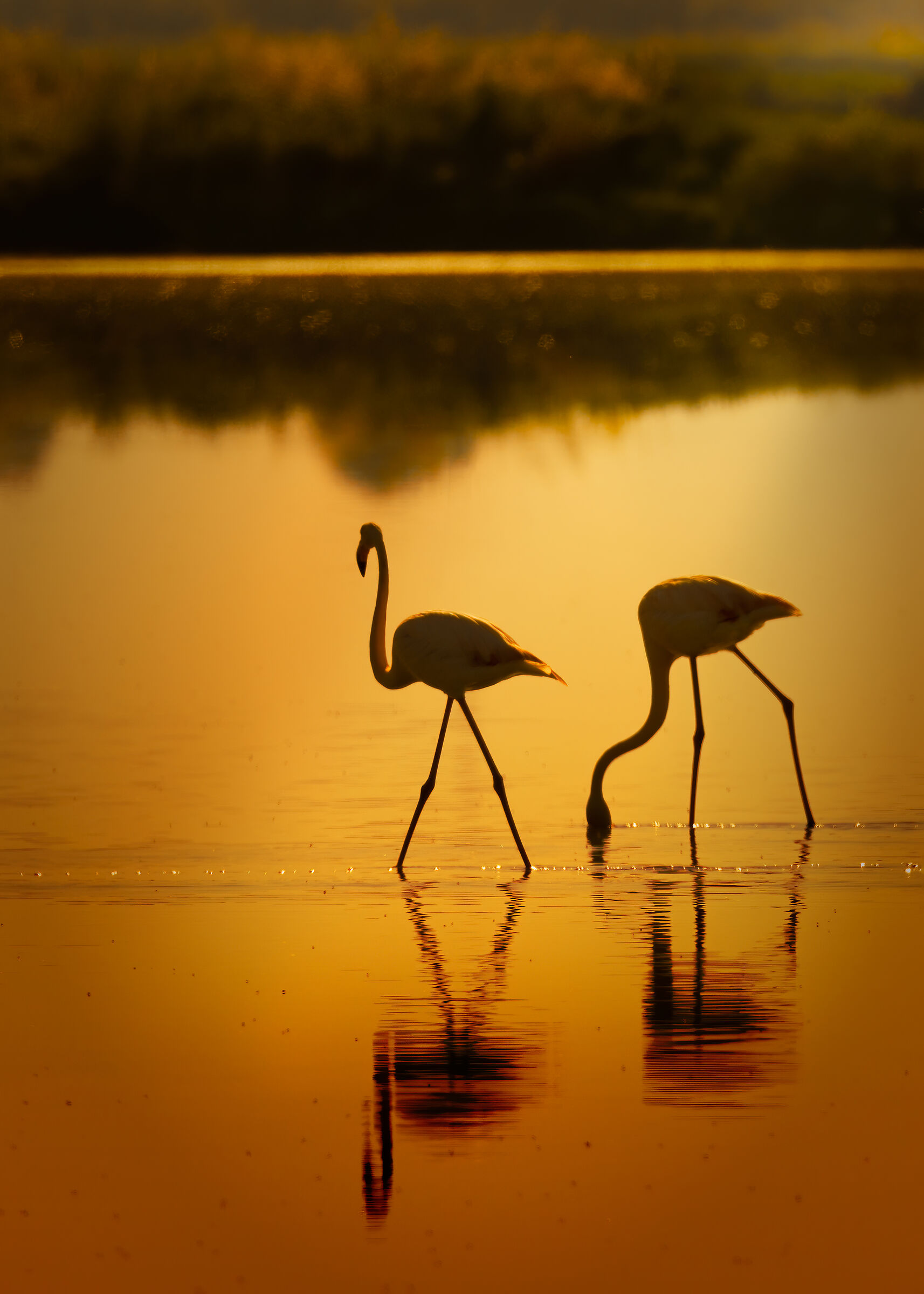 Fenicotteri rosa al tramonto