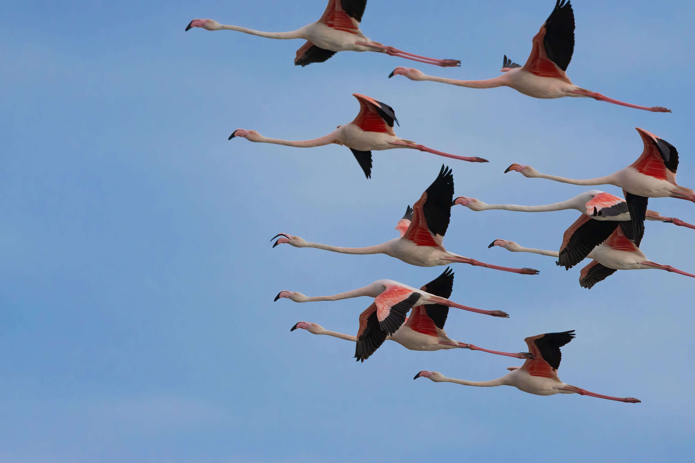 Fenicoteri rosa in formazione