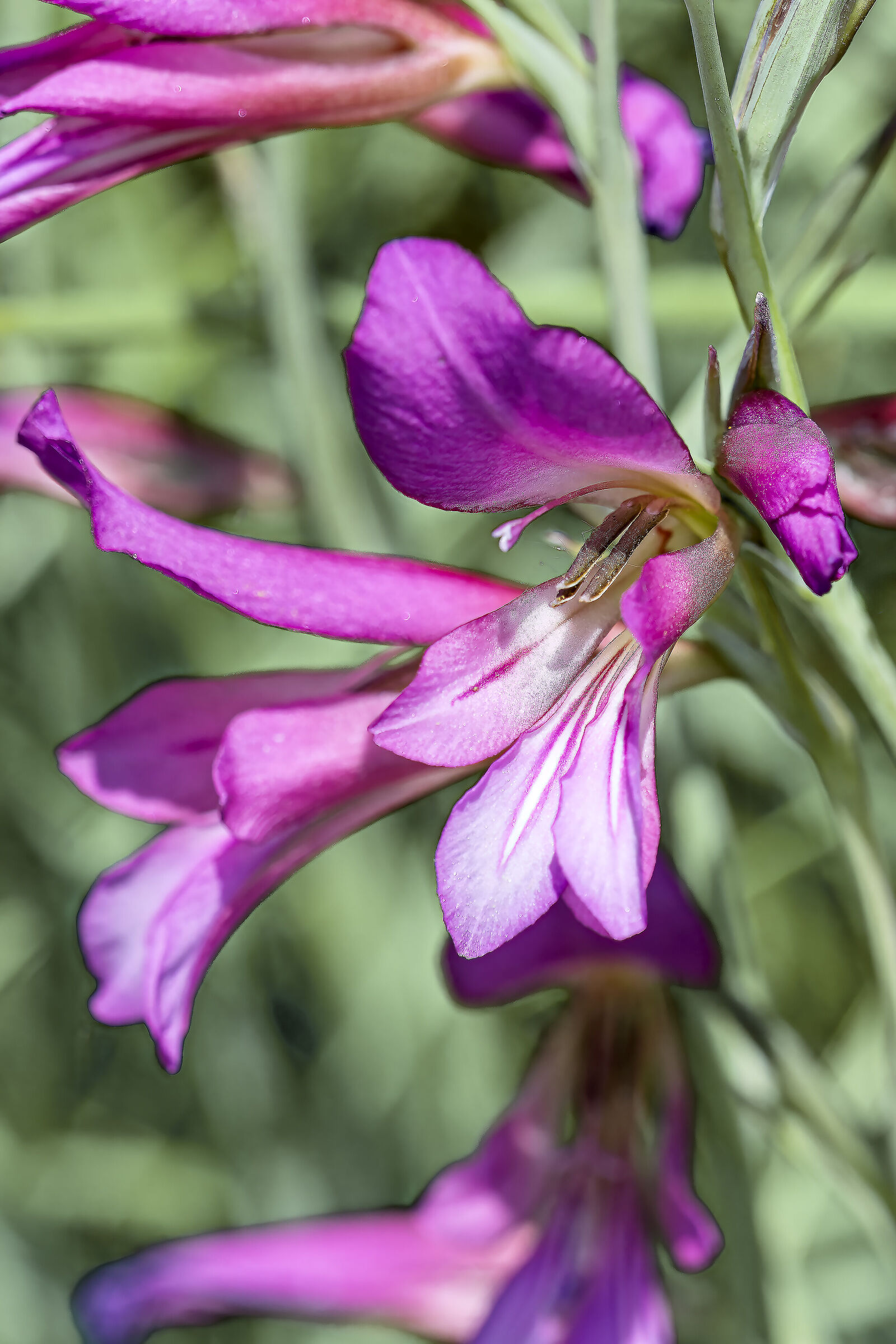 Gladiolus italicus