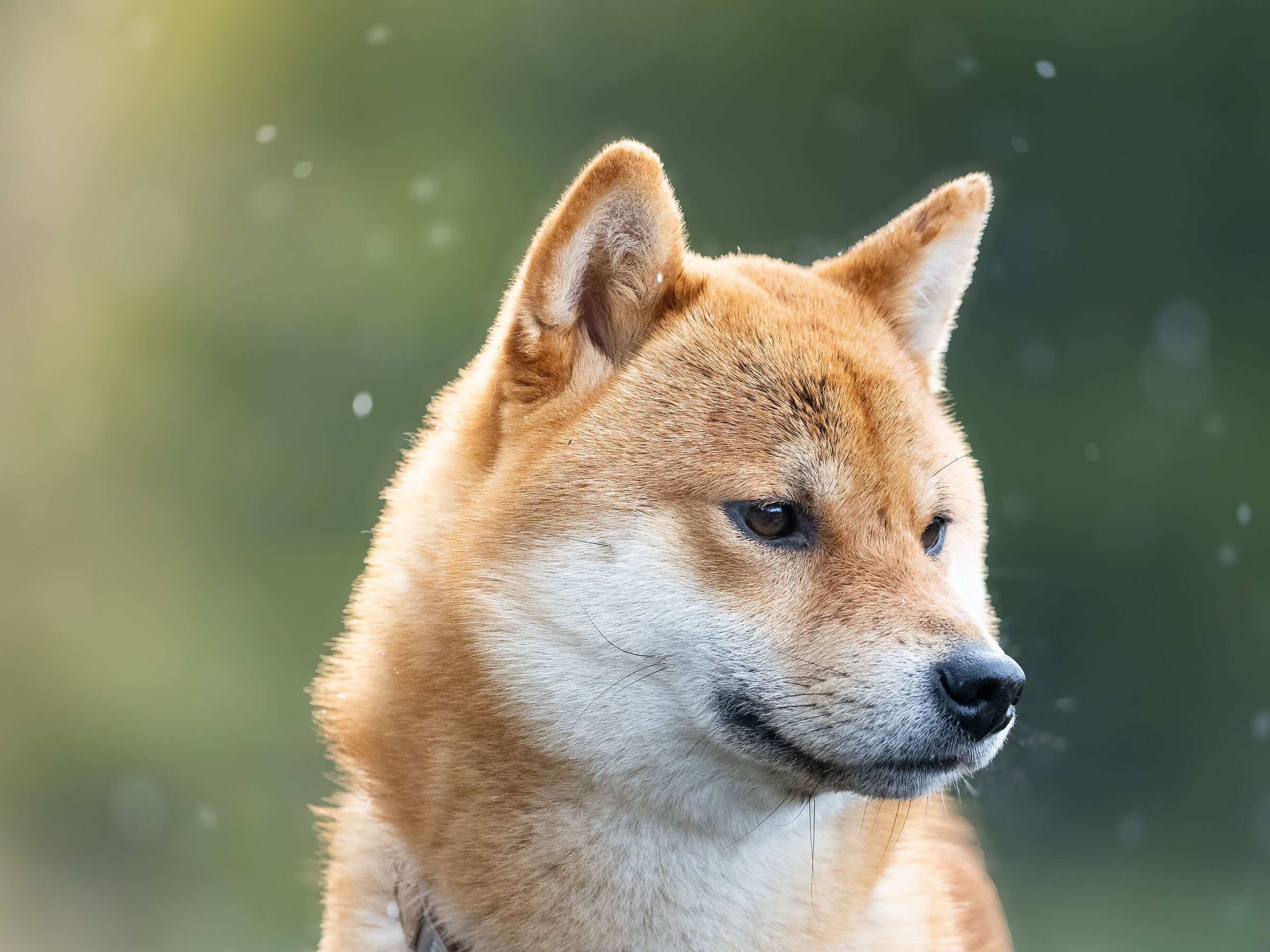 Vik