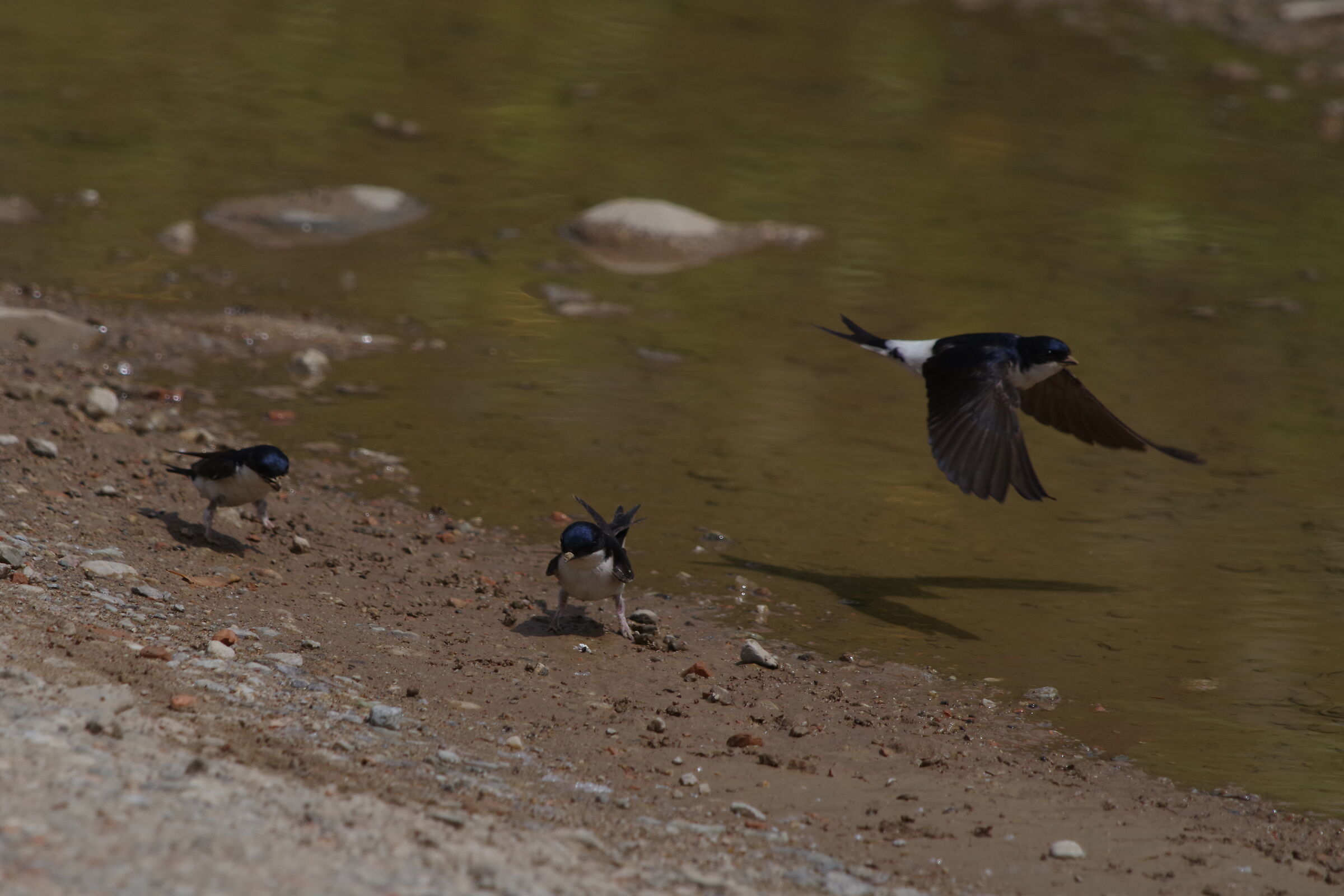 House martins