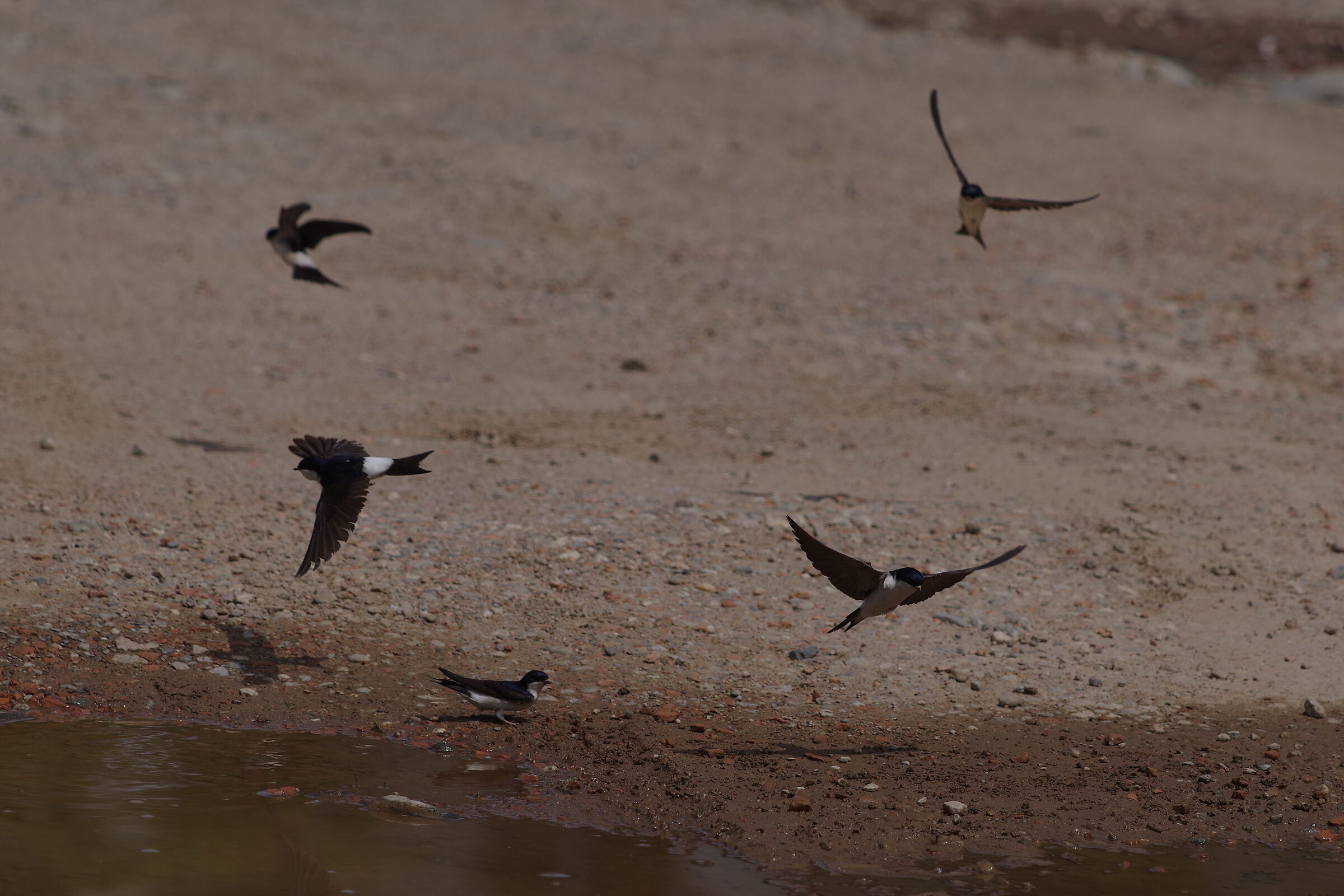House martins