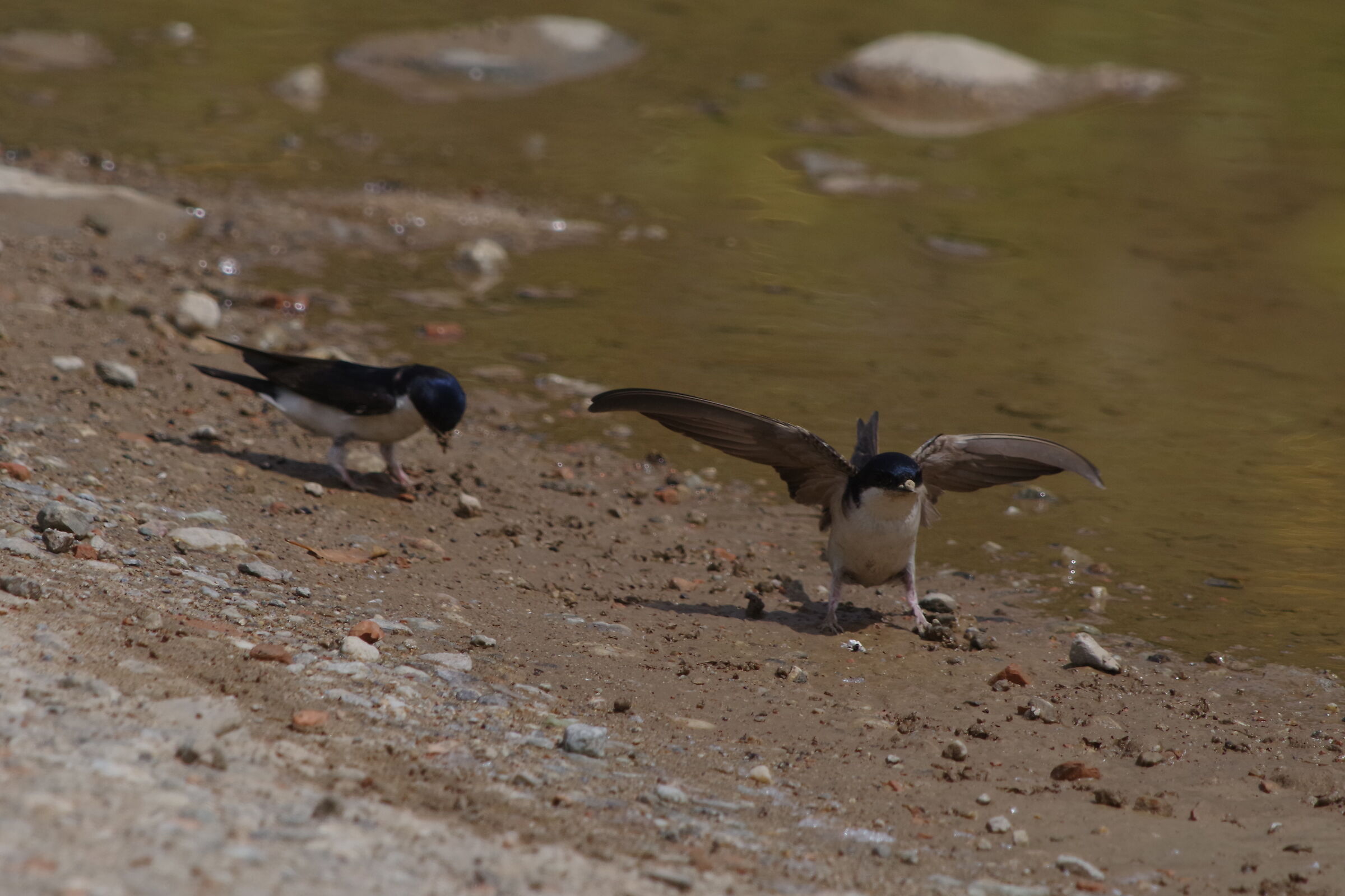 House martins