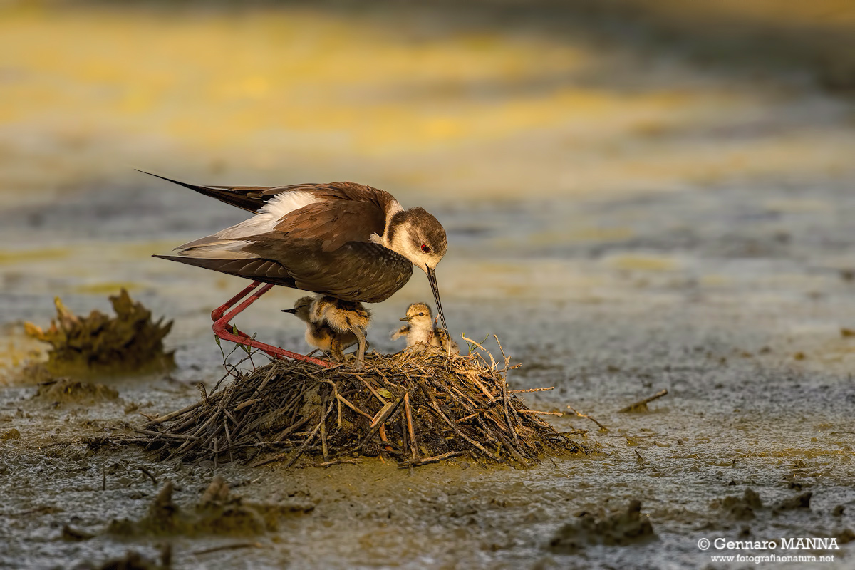 Cavaliere d'Italia (Himantopus himantopus)