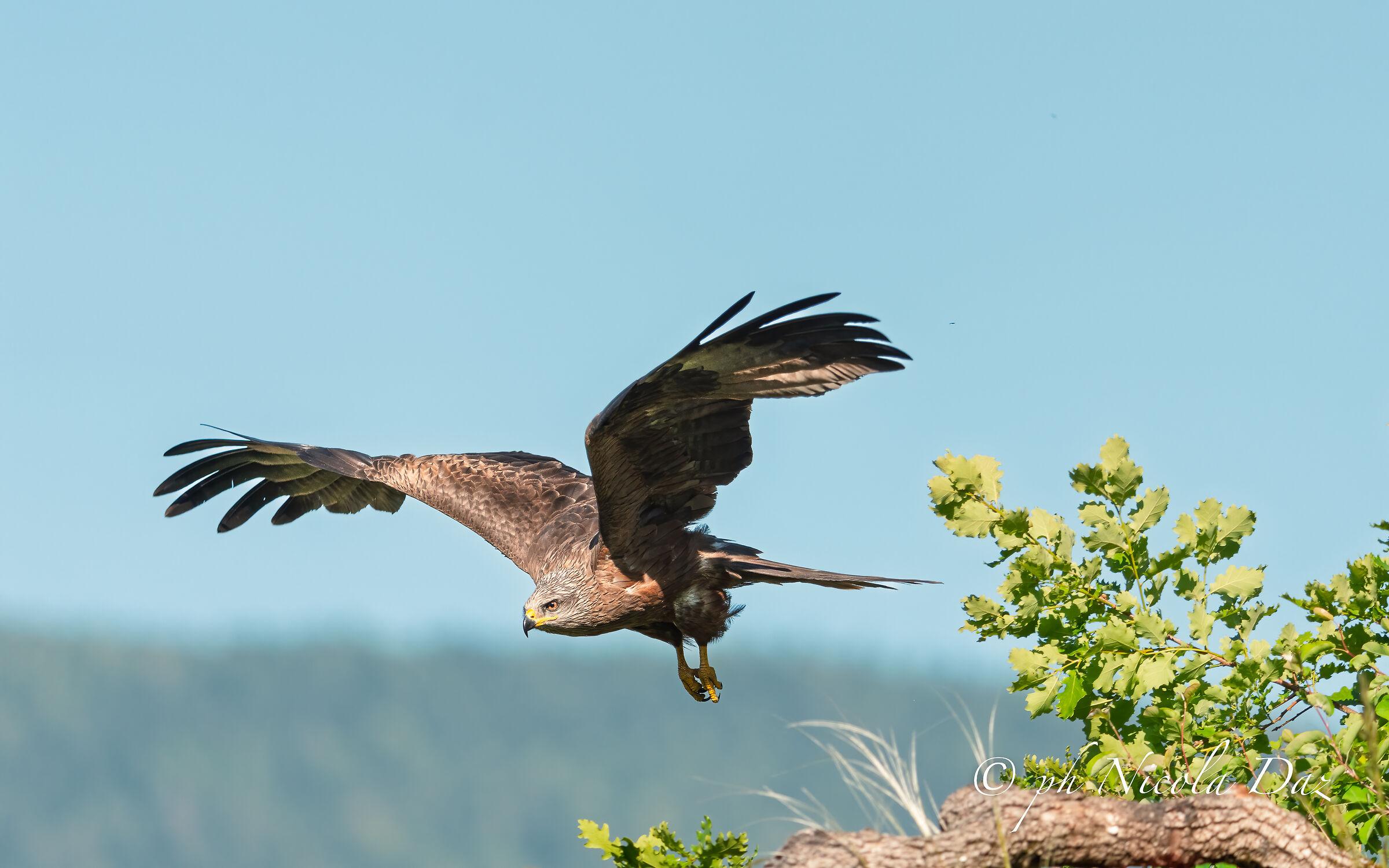 Black kite