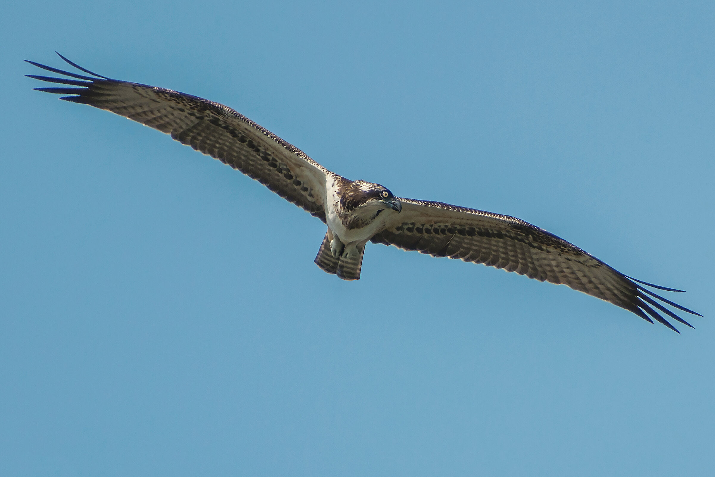Osprey
