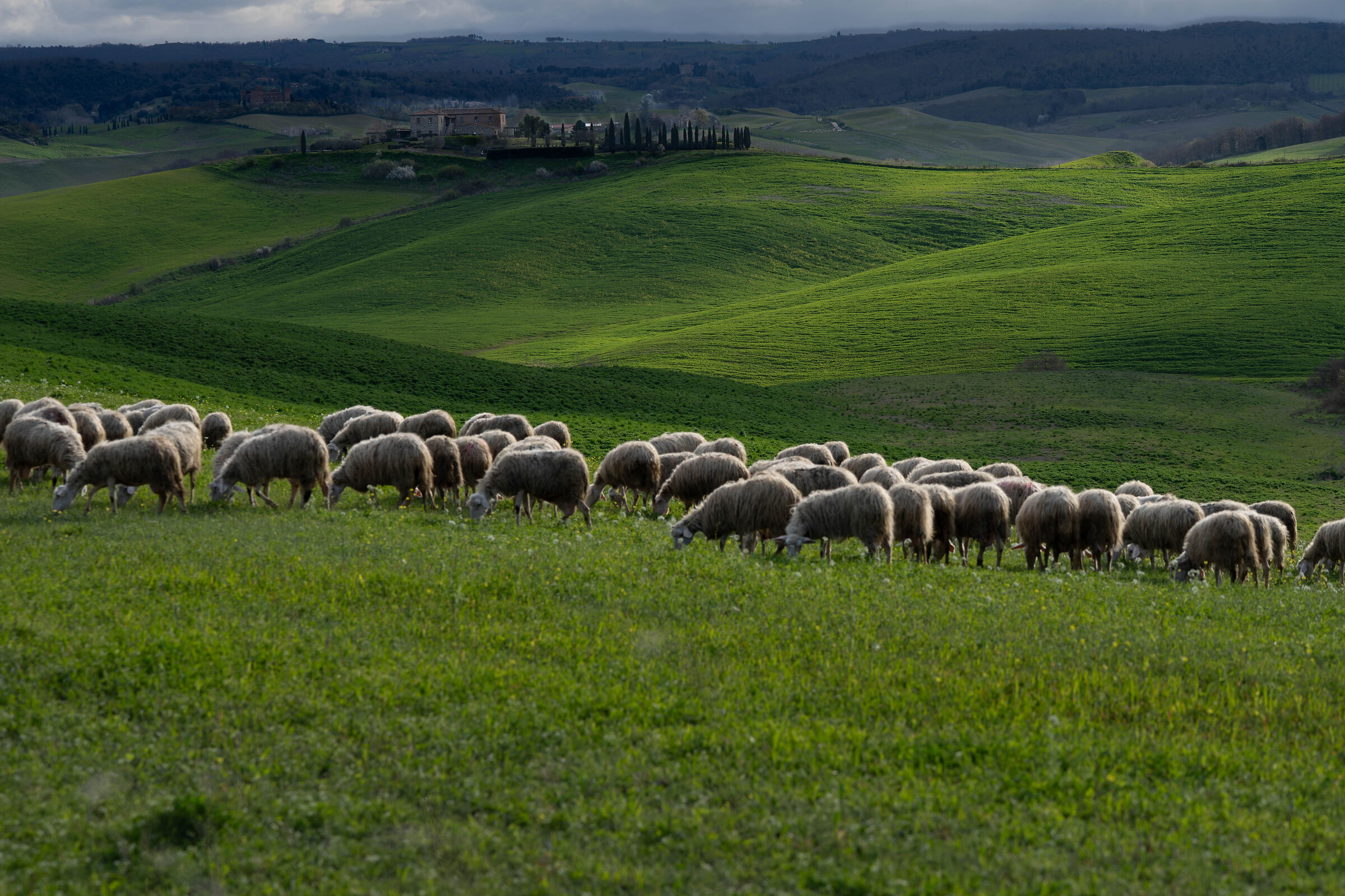 Crete Senesi, with a few sheep