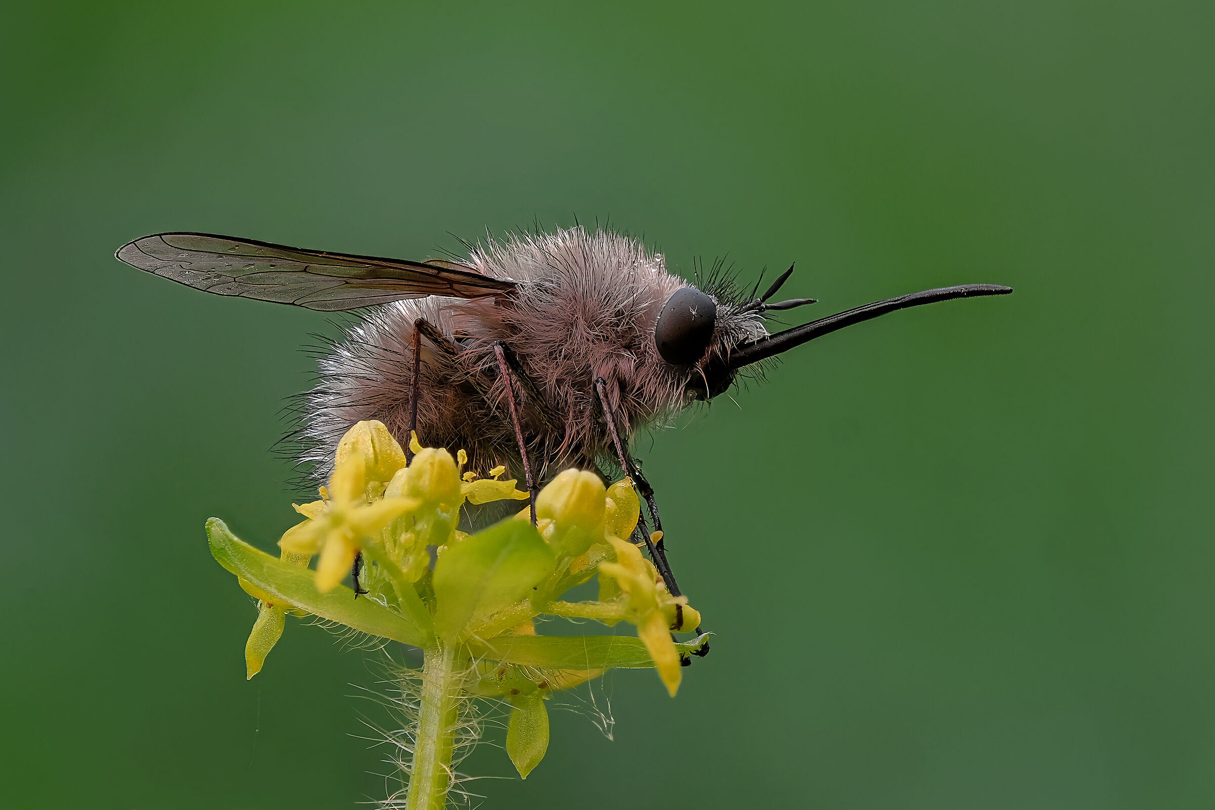 Bombylius cinerascens