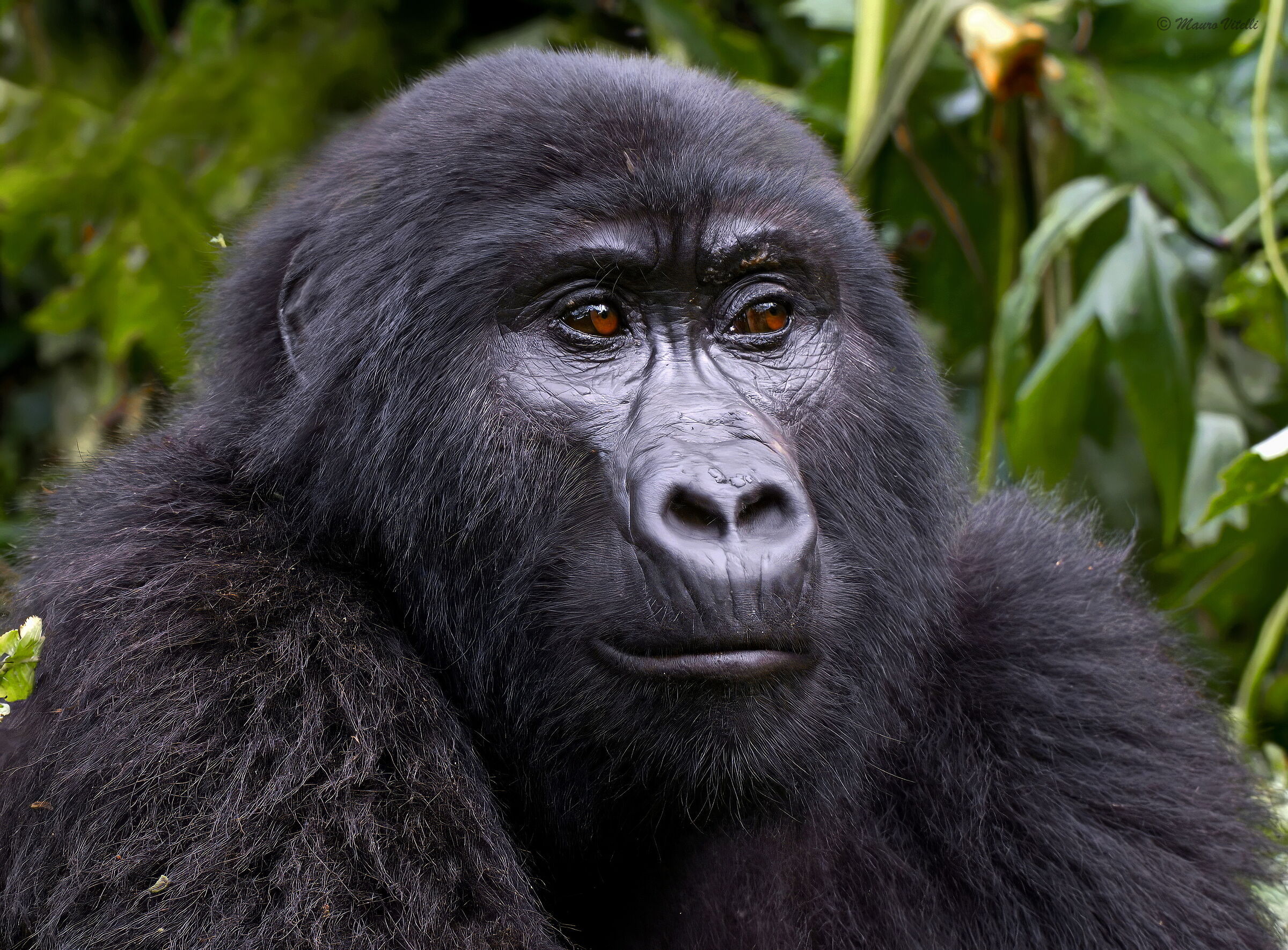Gorilla (Gorilla beringei)