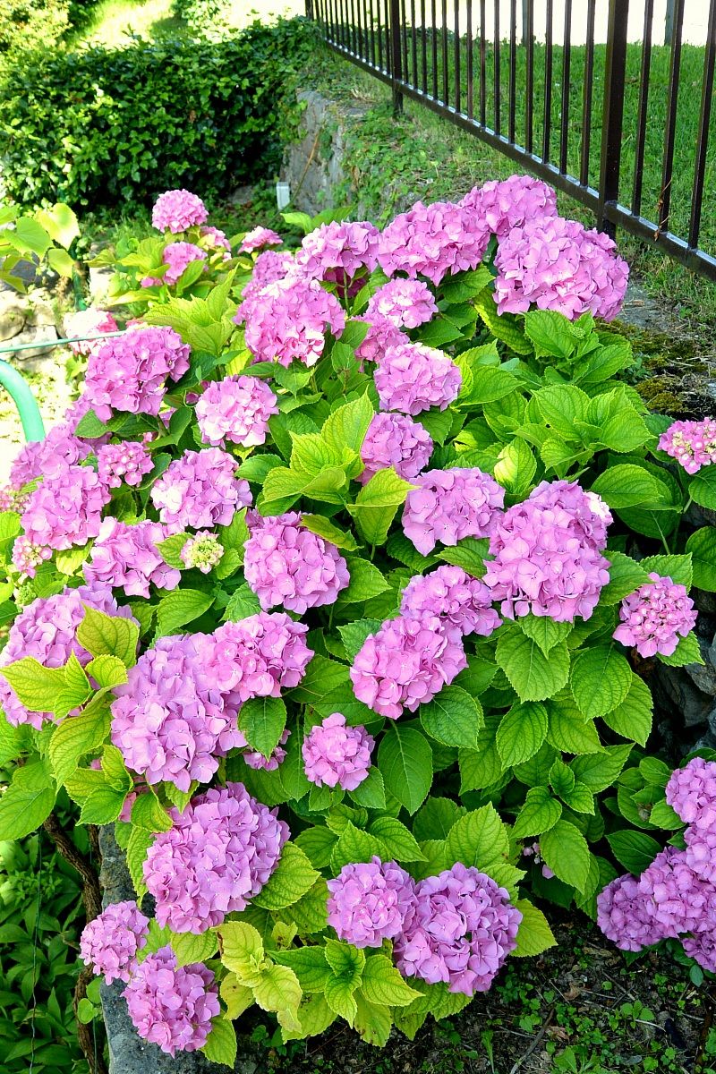 Hydrangea bush