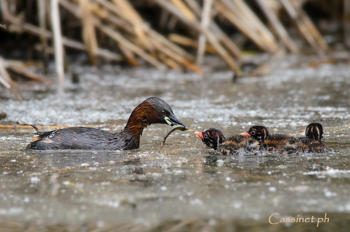 questo lo mangio io...