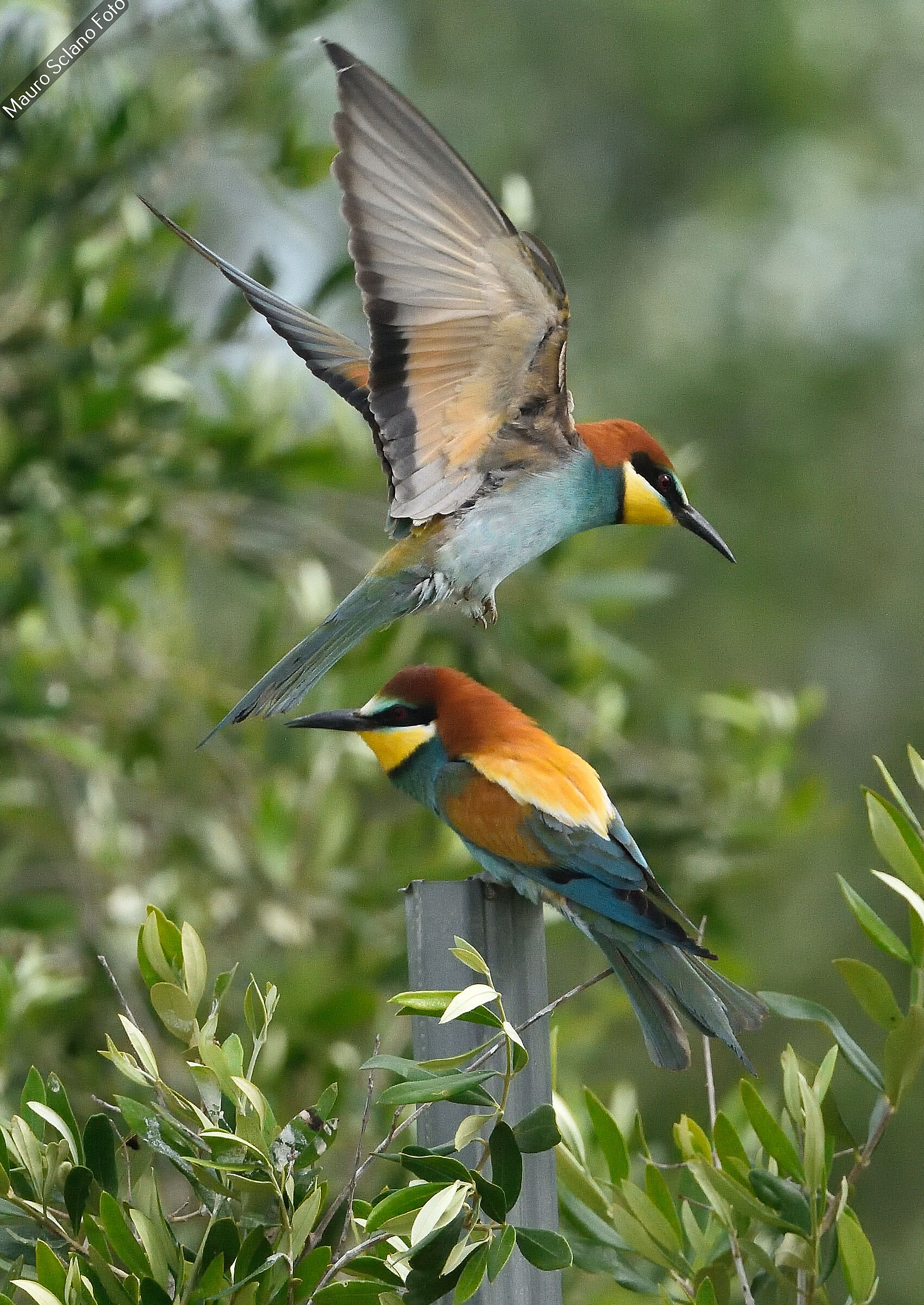 Bee-eaters