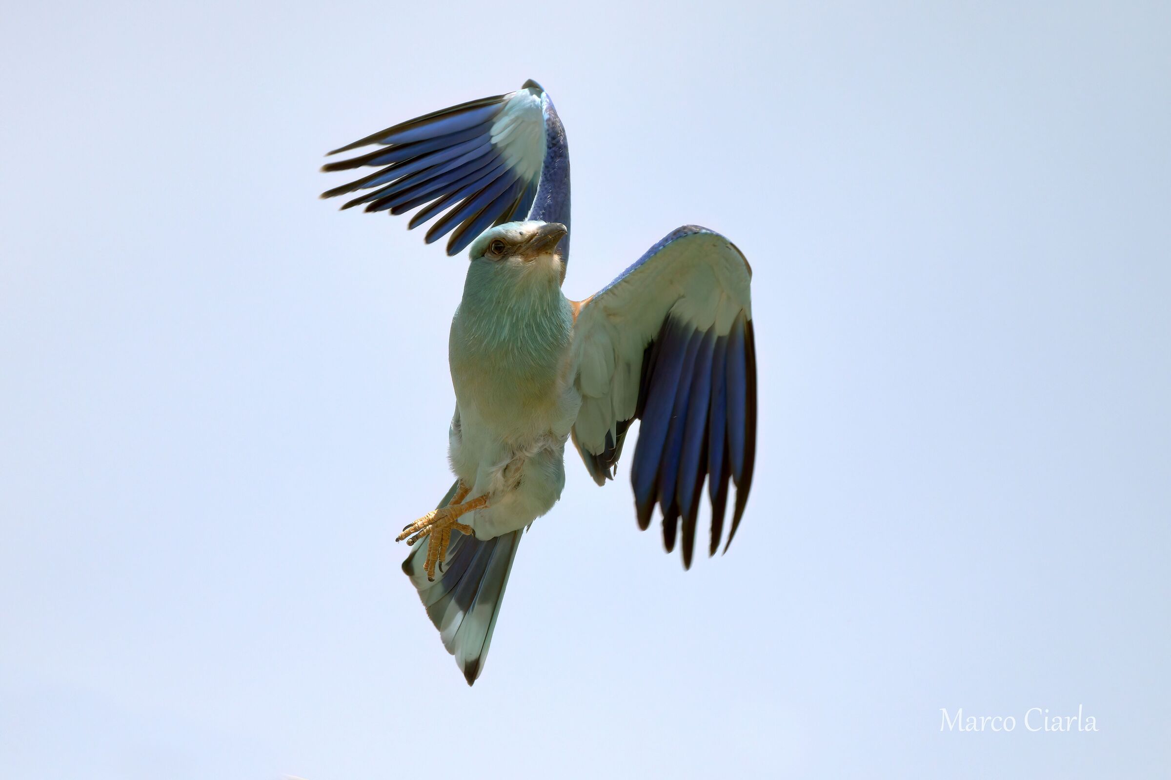 European jay (Coracias garrulus)