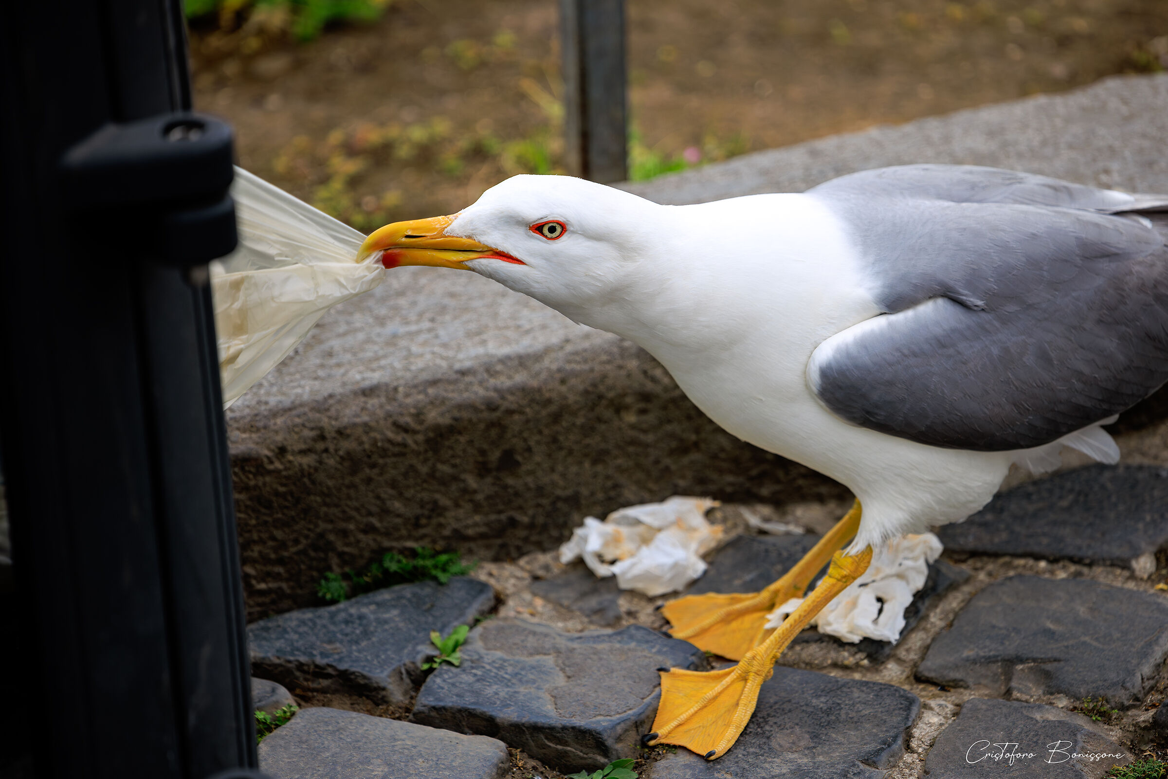 Seagull 1 Basket 0