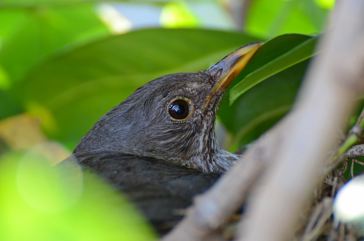 Merla first floor ....