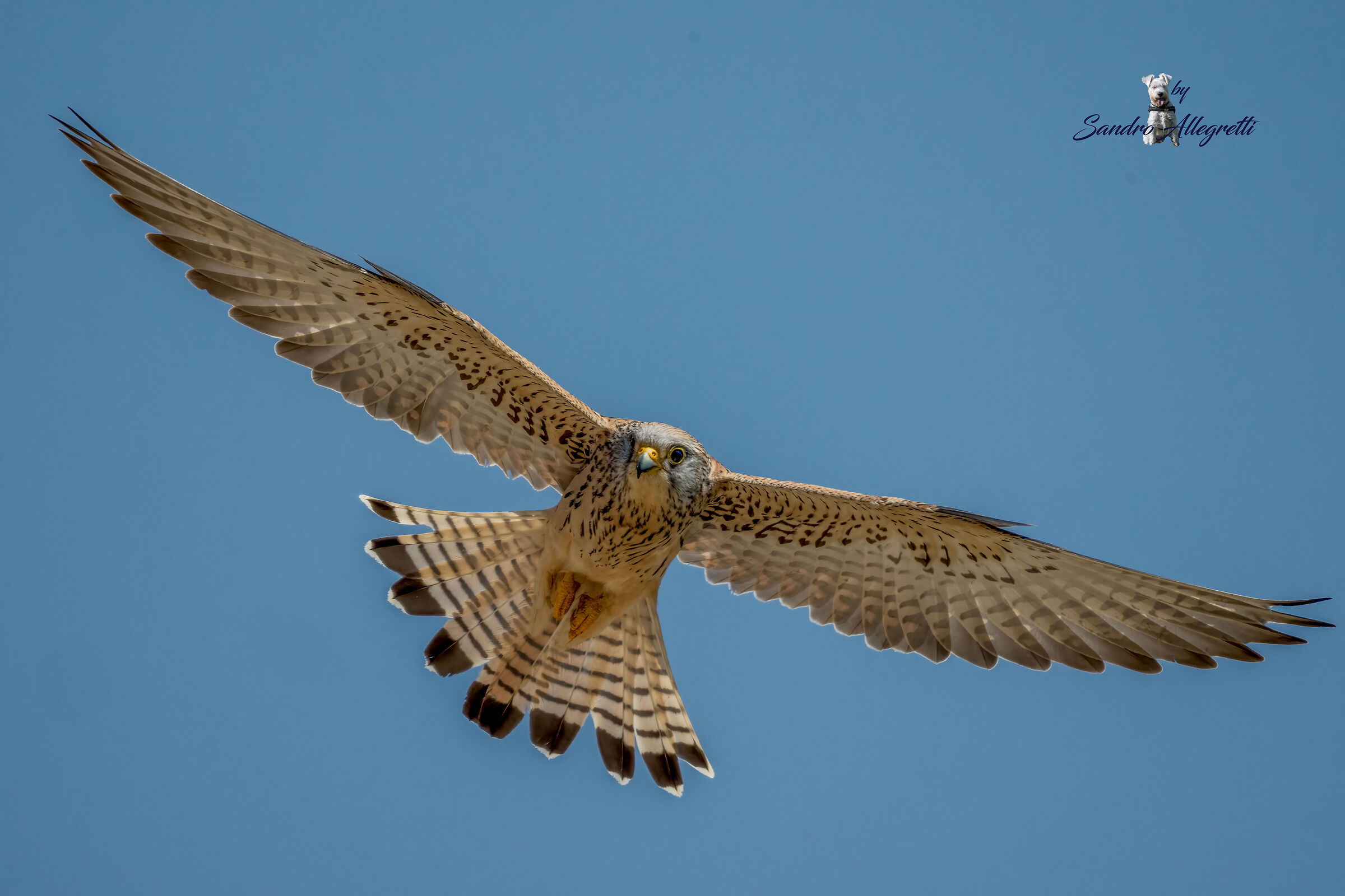 Il grillaio (Falco naumanni) F