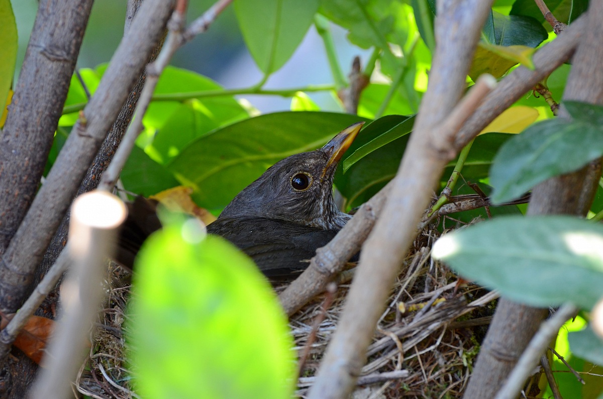 Nest in the laurel