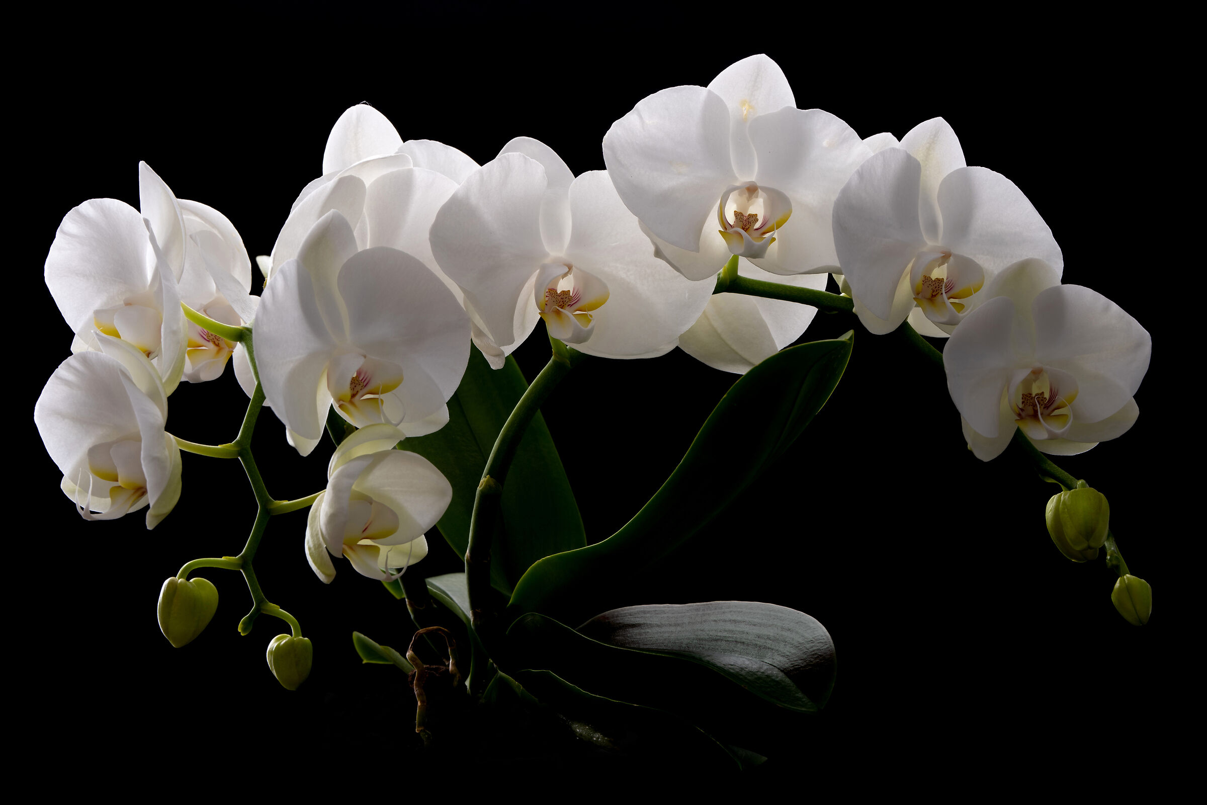 Phalaenopsis