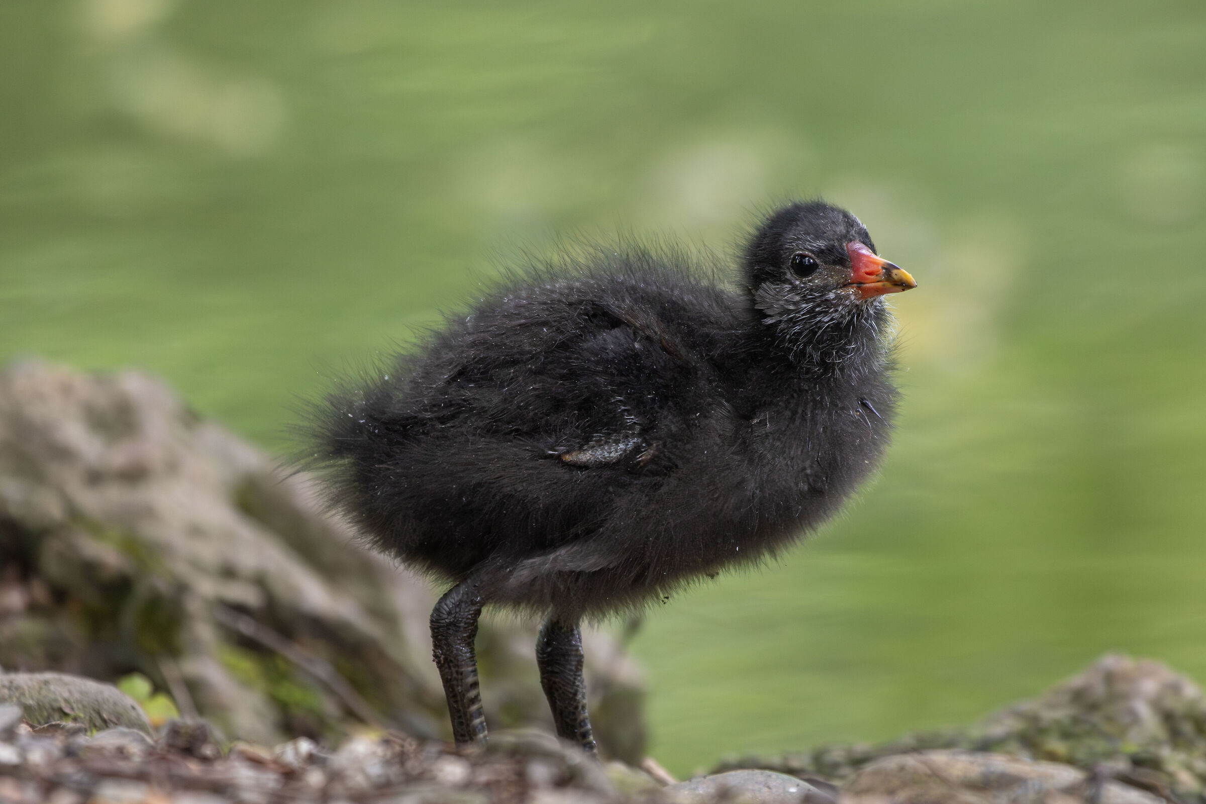 Pulcino di Gallinella d'acqua