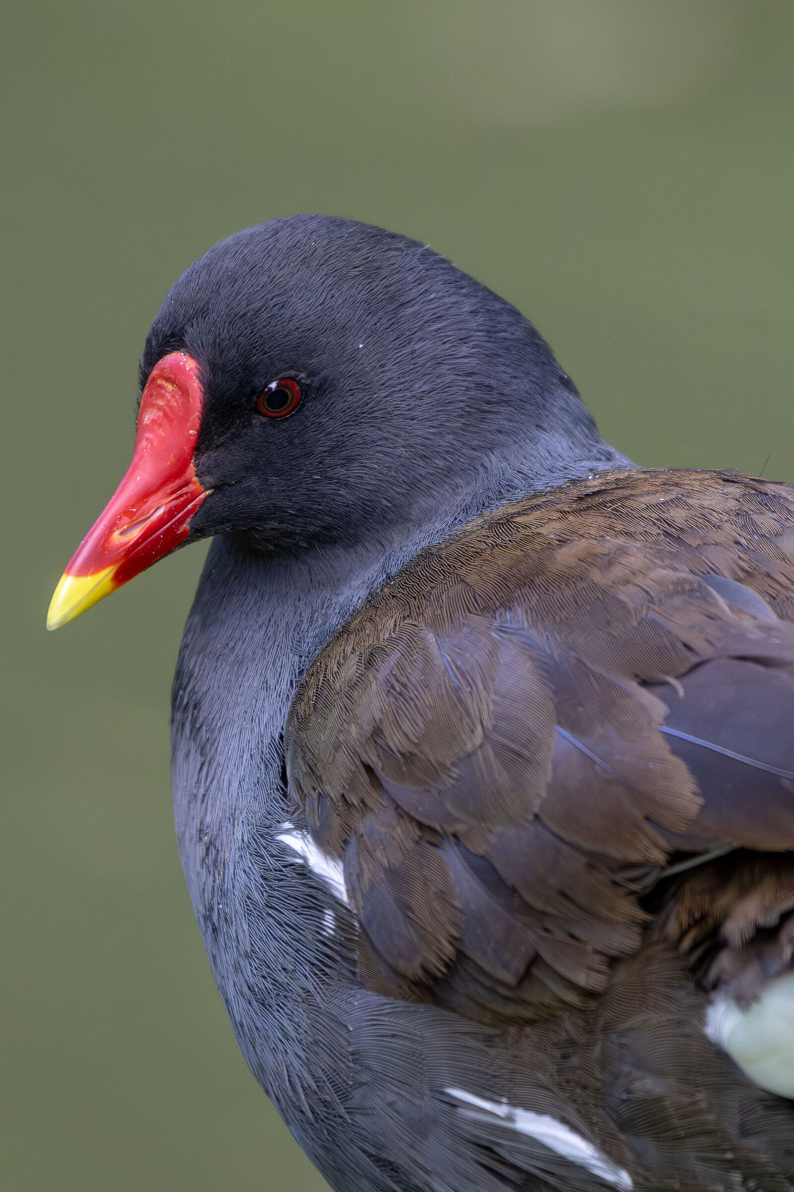 Gallinula chloropus (Gallinella d'acqua)
